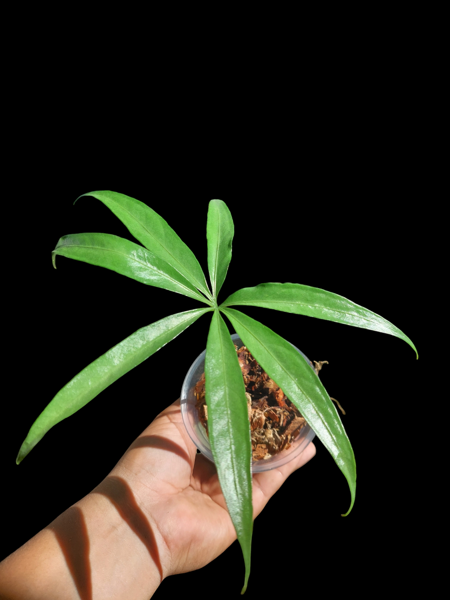 Anthurium Croatii Peru Ecotype (EXACT PLANT)