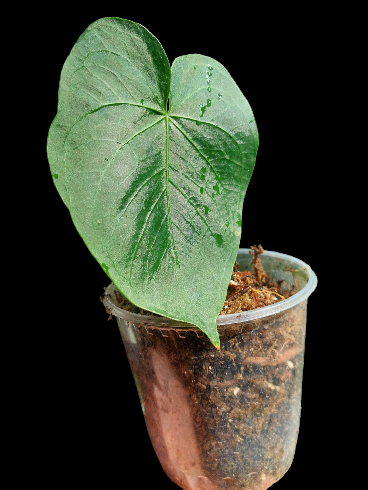 Anthurium sp. "Lush Mountain" Wild Ecotype Small Size (EXACT PLANT)