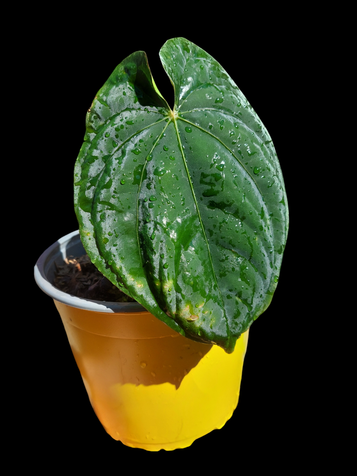 anthurium special Anthurium Dressleri Special Phenotype Wild Ecotype BIG PLANT (EXACT PLANT)
