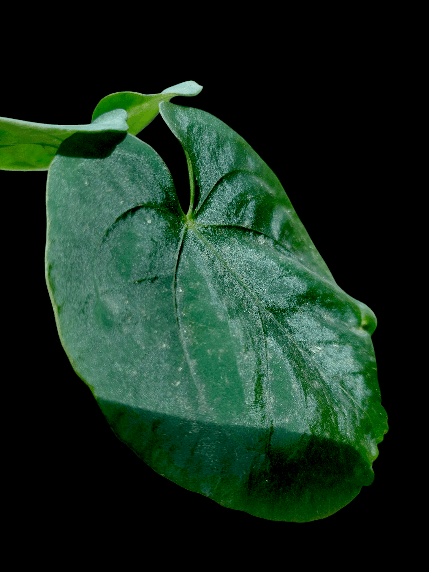 Anthurium Dressleri 'Colon' Wild Ecotype 2 Leaves (EXACT PLANT)