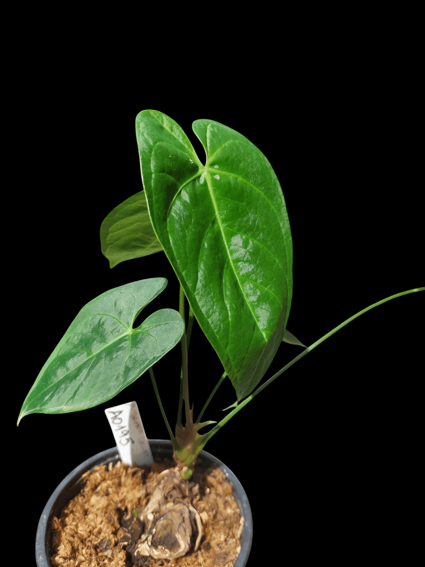 Anthurium sp. "Tarapoto Velvet" 5 Leaves (EXACT PLANT)