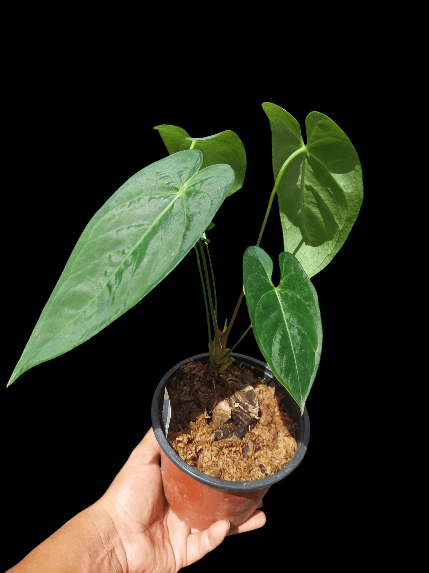 velvet anthurium Anthurium sp. "Tarapoto Velvet" 5 Leaves (EXACT PLANT) – Amazon Plants Peru