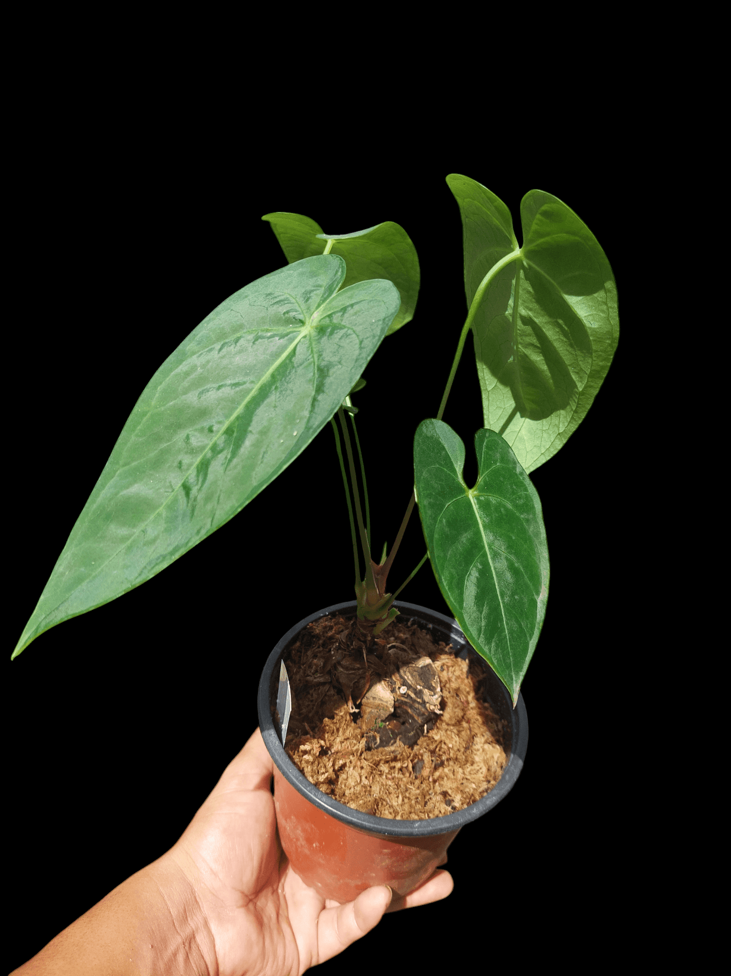 Anthurium sp. "Tarapoto Velvet" 5 Leaves (EXACT PLANT)