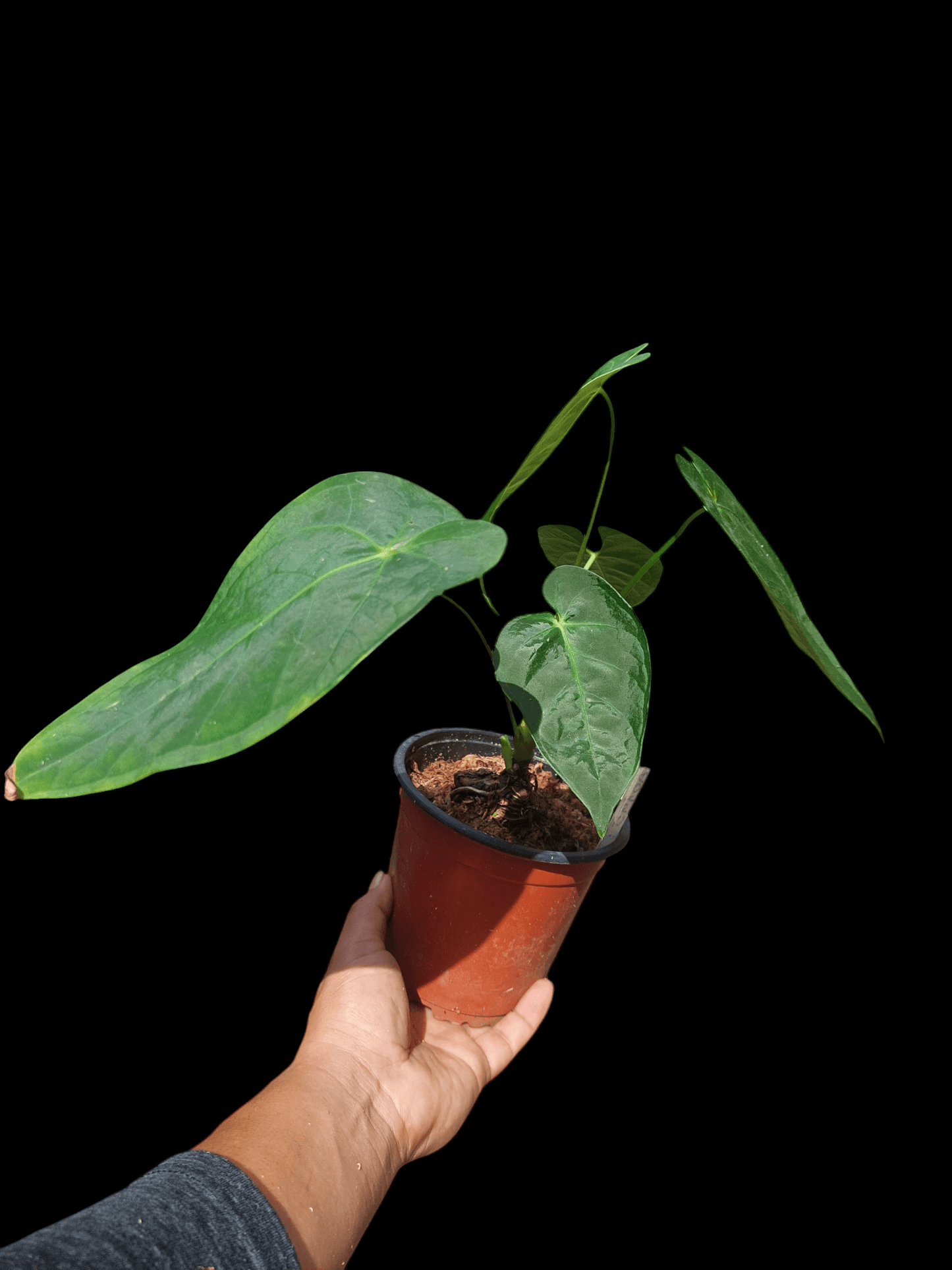 Anthurium sp. "Tarapoto Velvet" 5 Leaves (EXACT PLANT)