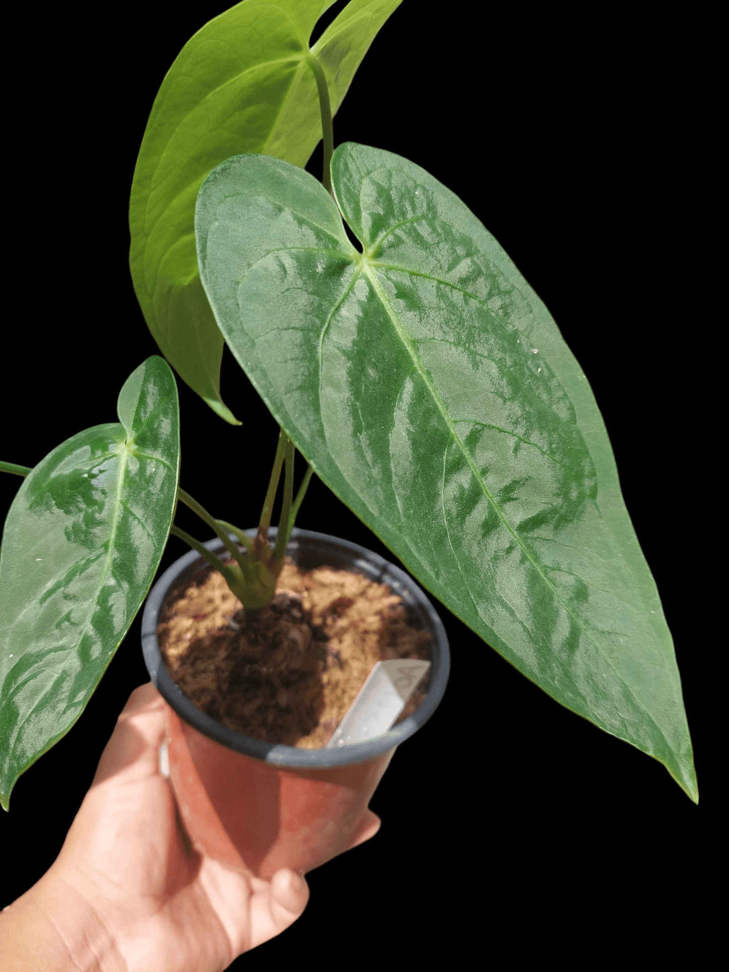 Anthurium sp. "Tarapoto Velvet" 5 Leaves (EXACT PLANT)