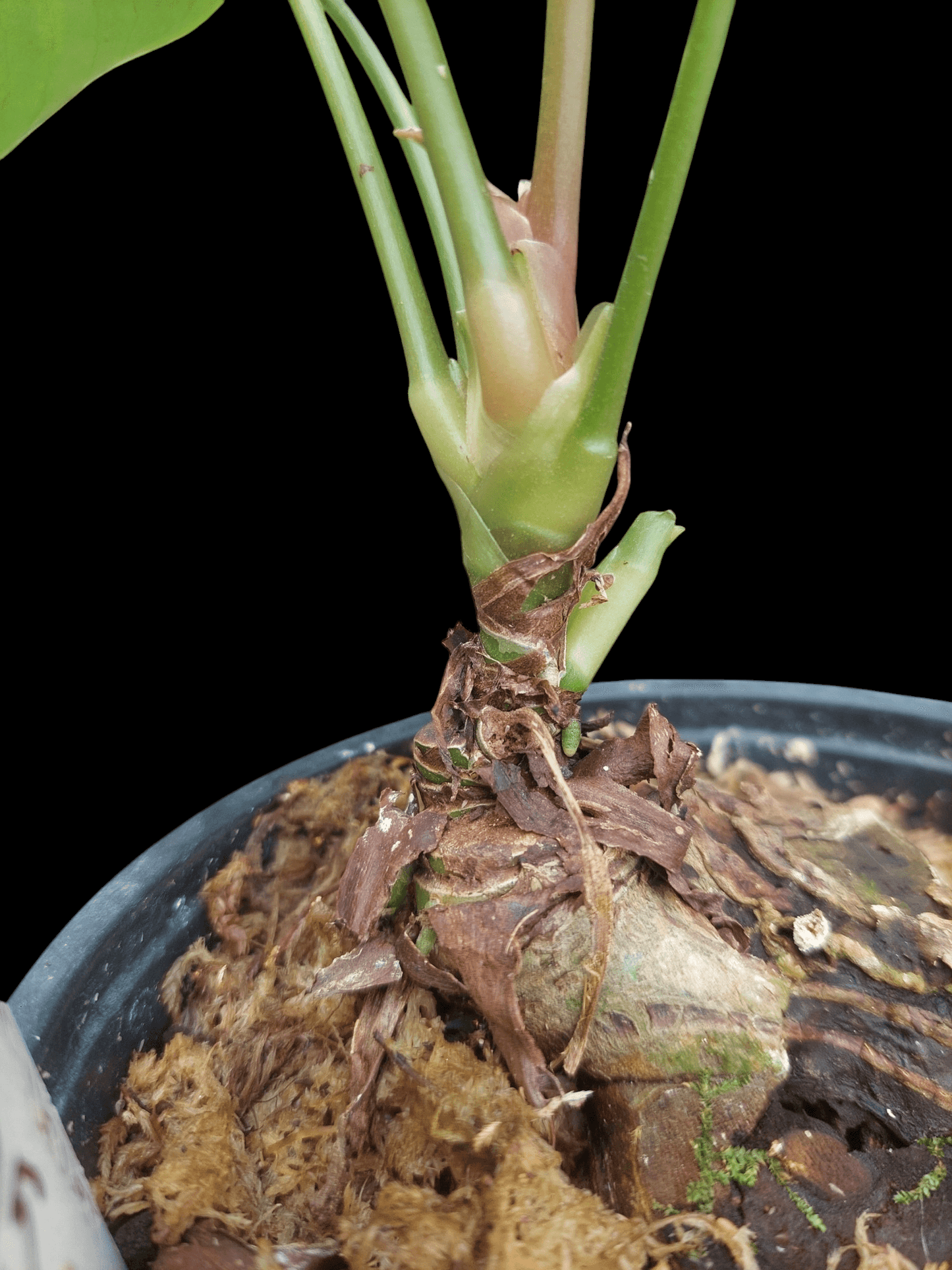 Anthurium sp. "Tarapoto Velvet" 5 Leaves (EXACT PLANT)