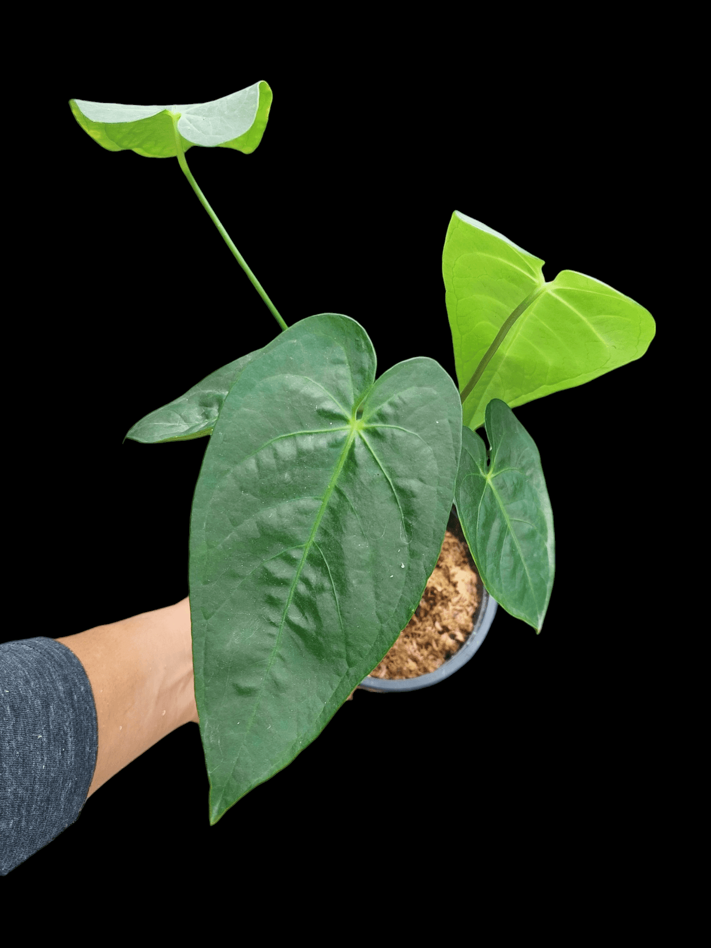 Anthurium sp. "Tarapoto Velvet" 5 Leaves (EXACT PLANT)