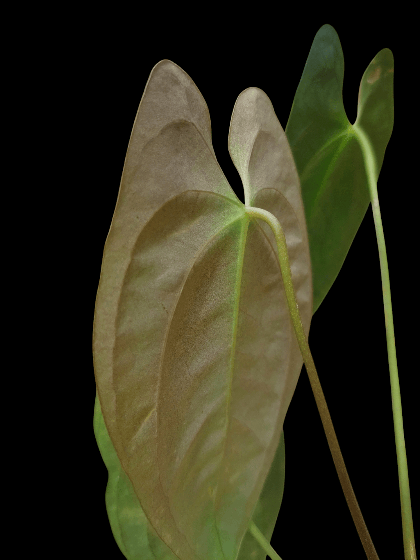 Anthurium Papillilaminum 'Portobelo' Wild Ecotype 4 Leaves (EXACT PLANT)