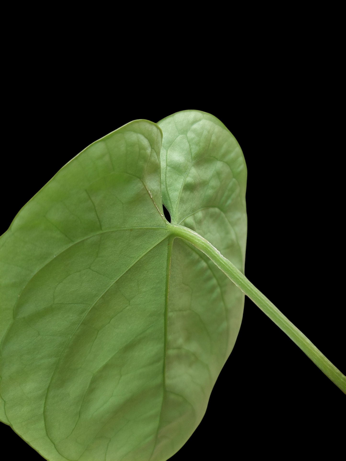 Anthurium Dressleri 'San Blas' 3 Leaves Wild Ecotype (EXACT PLANT)