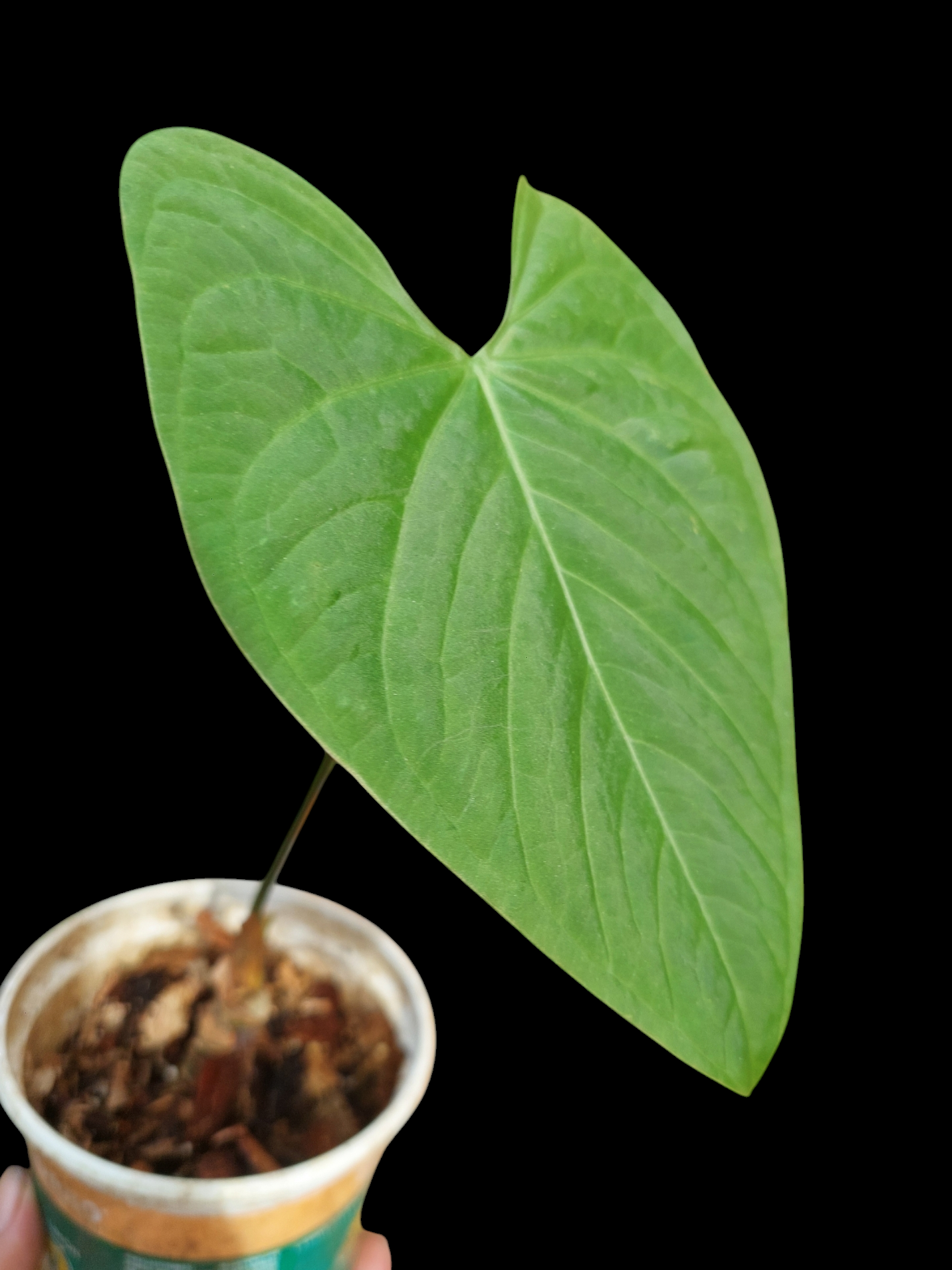 Anthurium sp. "Tarapoto Velvet" Wild Ecotype 1 Leaf (EXACT PLANT)