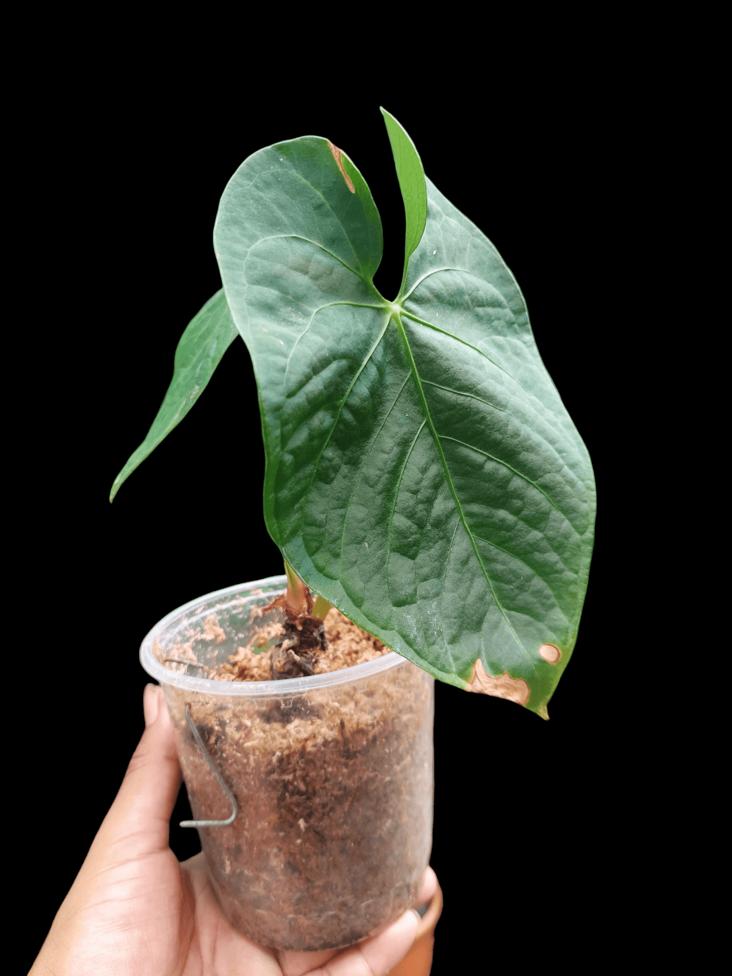 Anthurium sp. 'Huanuquense Velvet' 2 Leaves (EXACT PLANT)