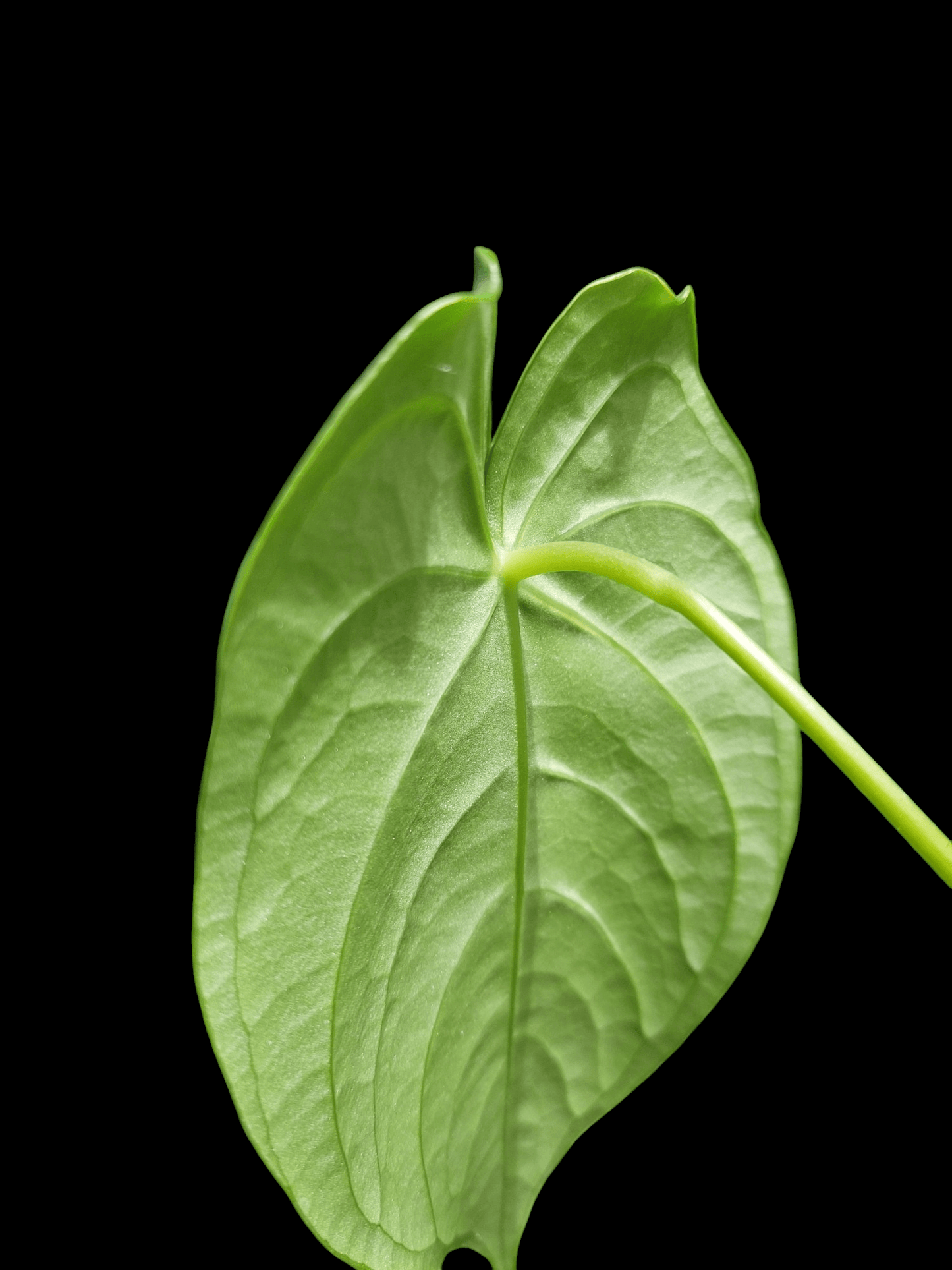 Anthurium sp. 'Peru Dark' Round Form 3 Leaves (EXACT PLANT)