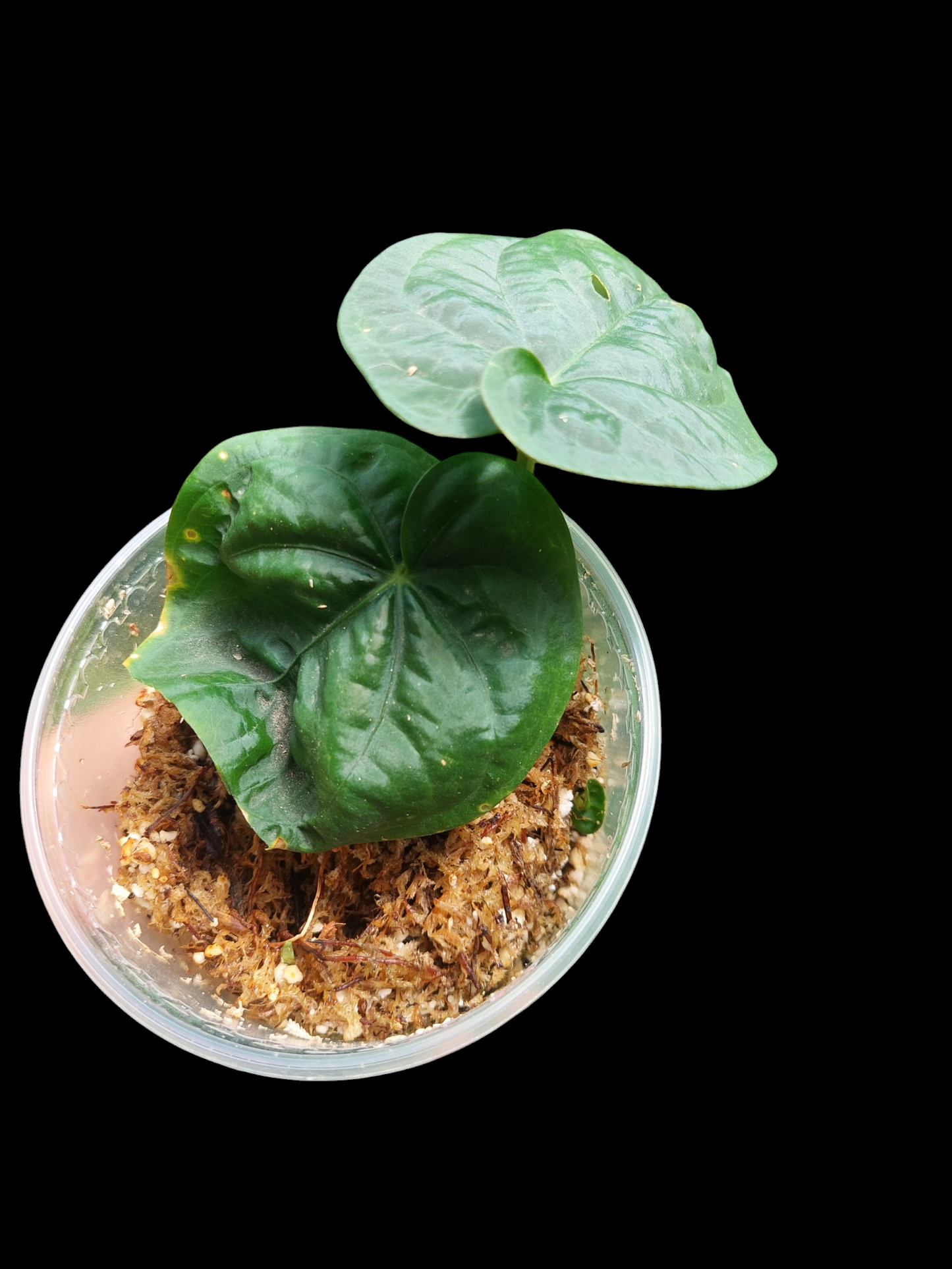 Anthurium Dressleri "Bocas del Toro" Wild Ecotype 2 Leaves (EXACT PLANT)