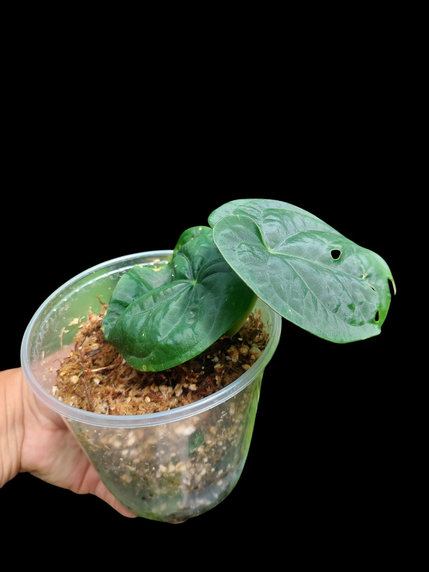 Anthurium Dressleri "Bocas del Toro" Wild Ecotype 2 Leaves (EXACT PLANT)