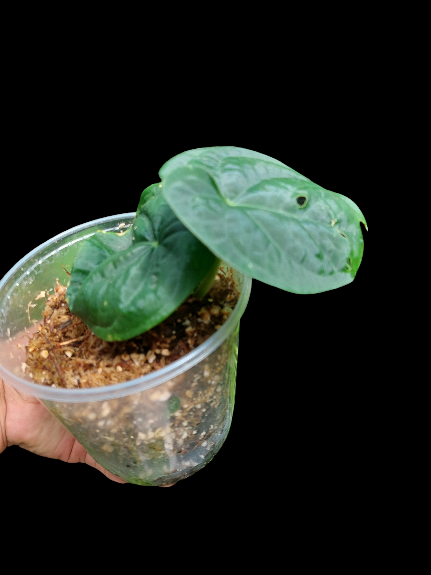 Anthurium Dressleri "Bocas del Toro" Wild Ecotype 2 Leaves (EXACT PLANT)