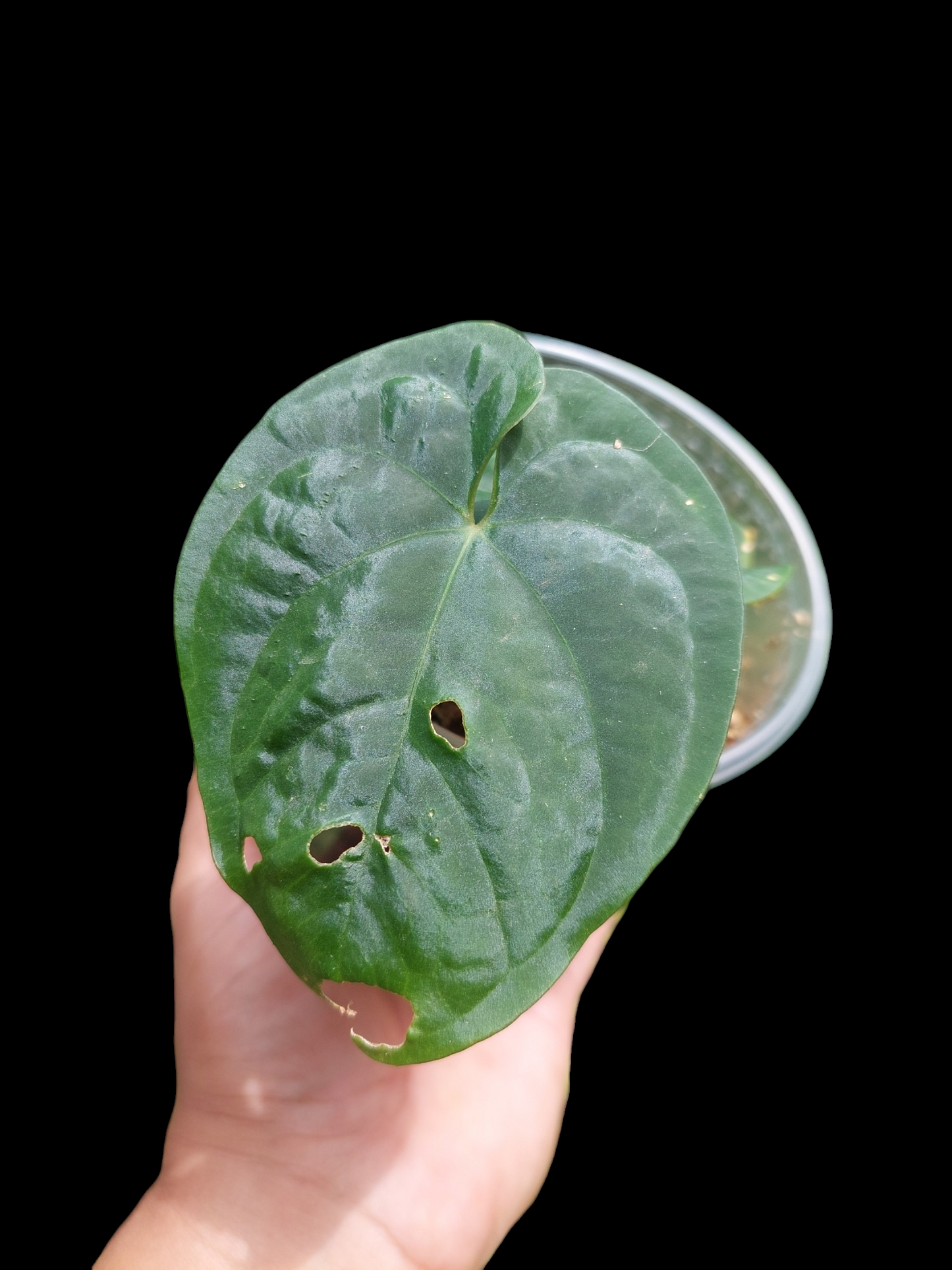 Anthurium Dressleri "Bocas del Toro" Wild Ecotype 2 Leaves (EXACT PLANT)