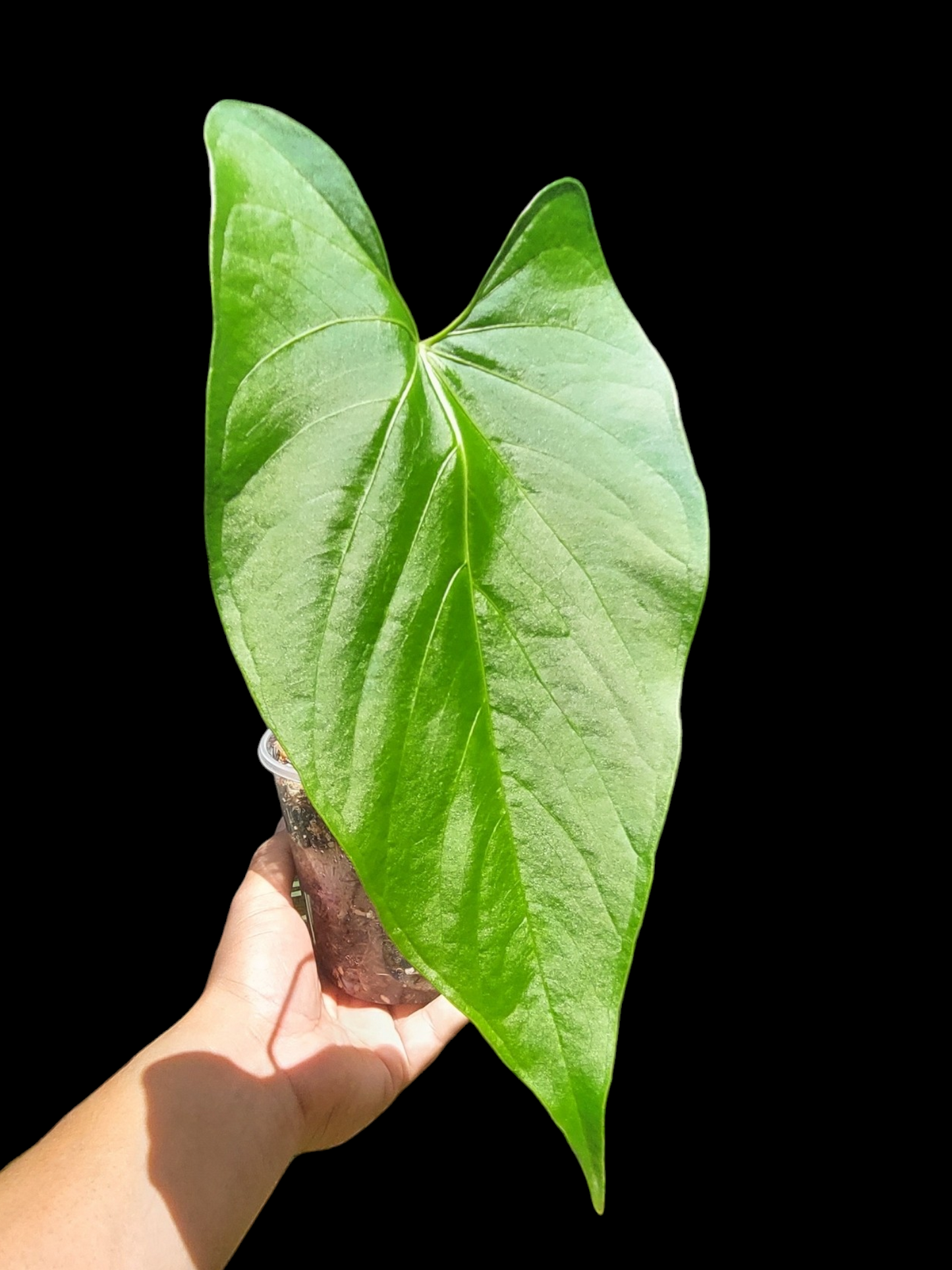 Anthurium sp. 'Amazon Silk Veil' Wild Ecotype (EXACT PLANT)
