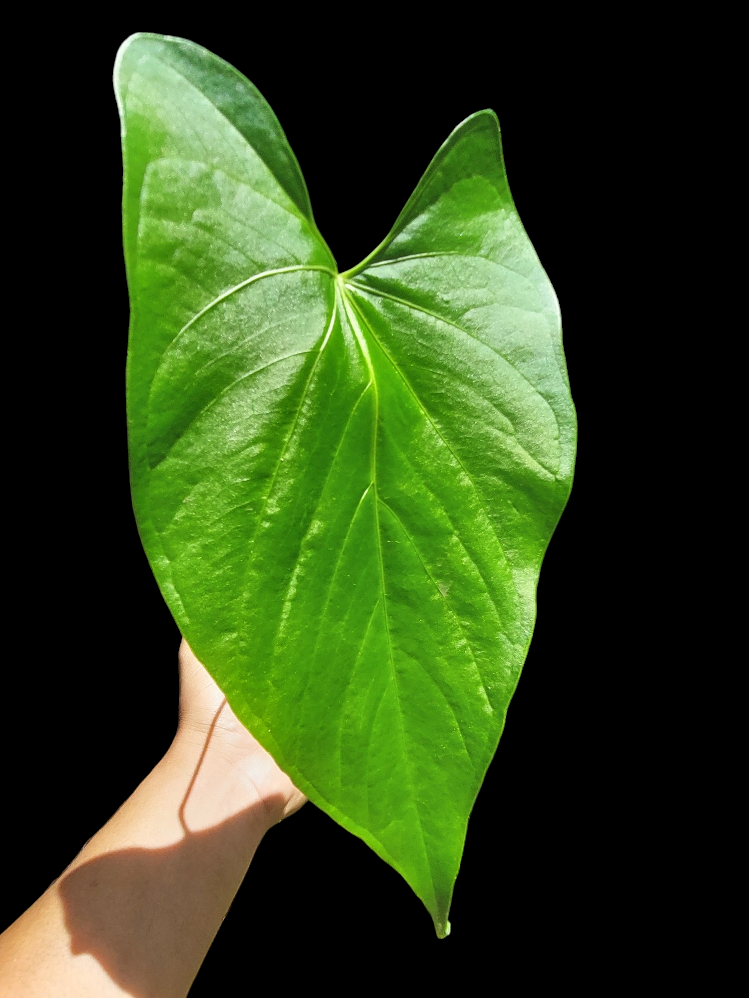 anthurium silk plant Anthurium sp. 'Amazon Silk Veil' Wild Ecotype (EXACT PLANT)