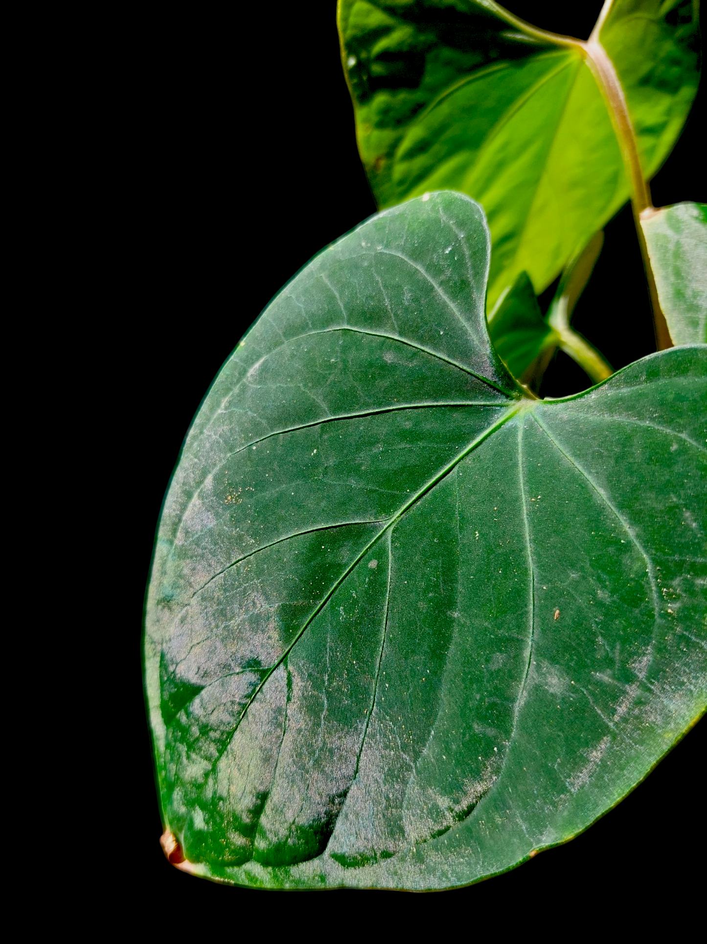 Anthurium sp. 'Huanuco Dark Velvet' 4 Leaves (EXACT PLANT)