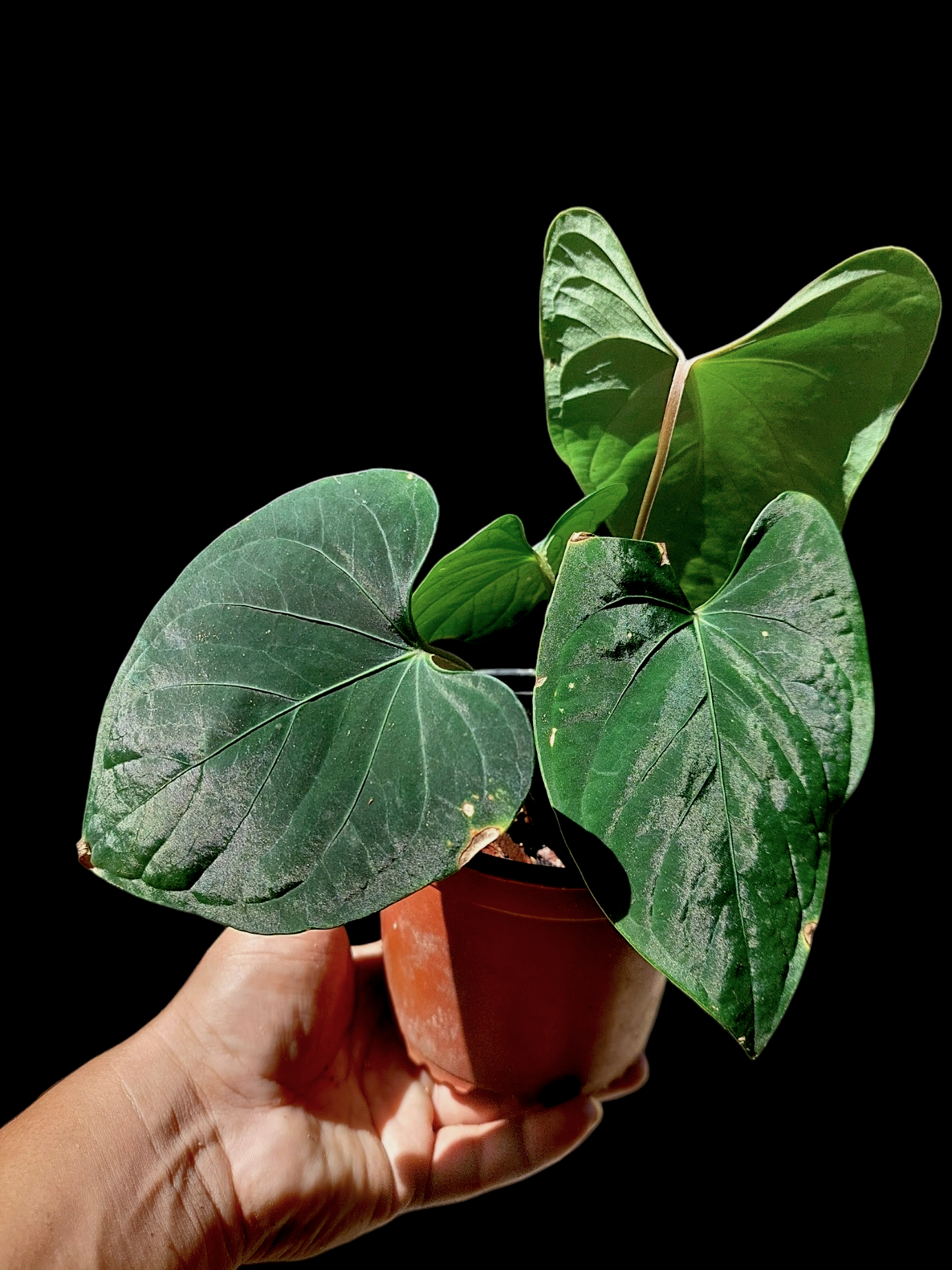 Anthurium sp. 'Huanuco Dark Velvet' 4 Leaves (EXACT PLANT)