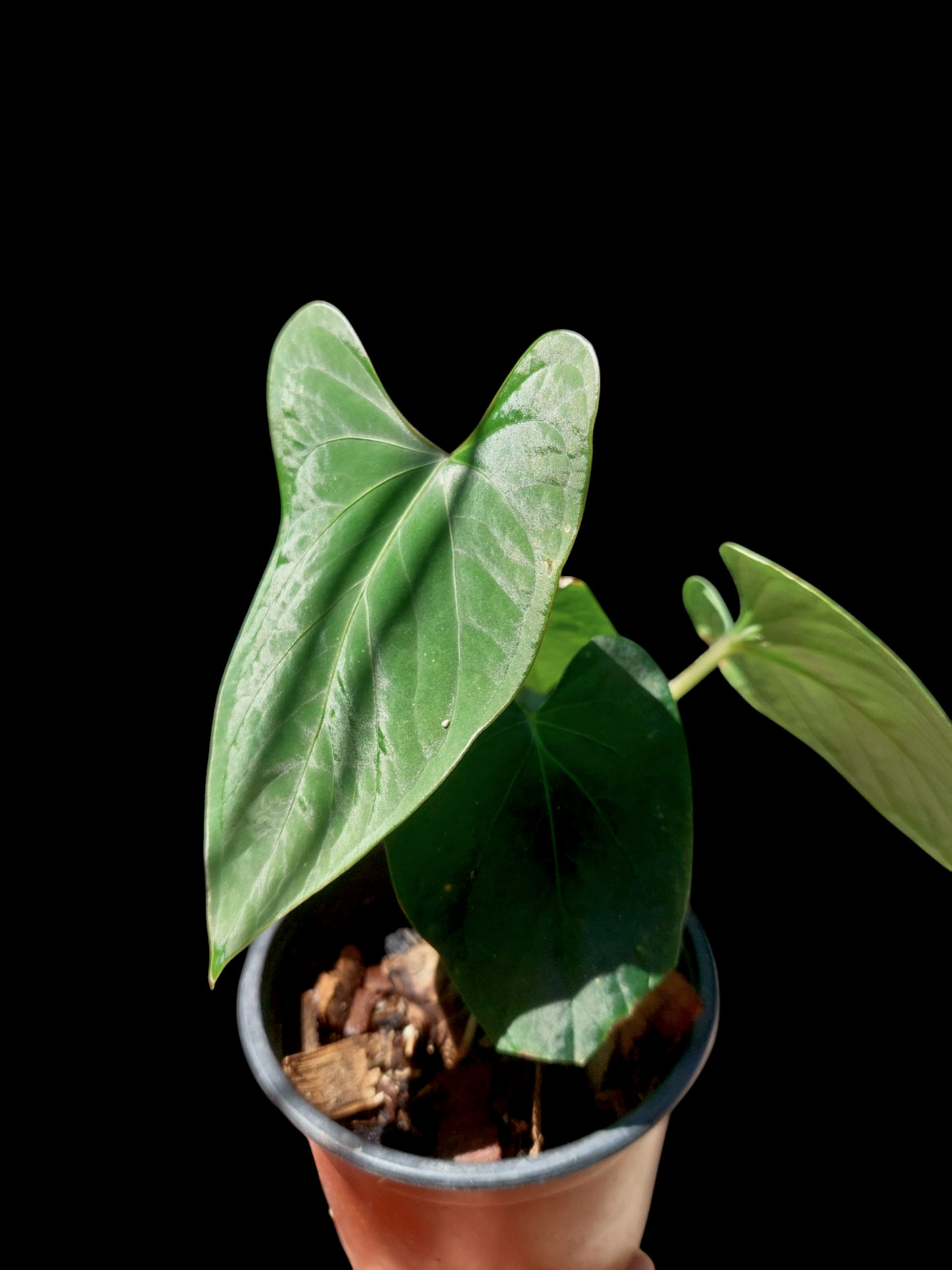 Anthurium sp. 'Huanuco Dark Velvet' 4 Leaves (EXACT PLANT)