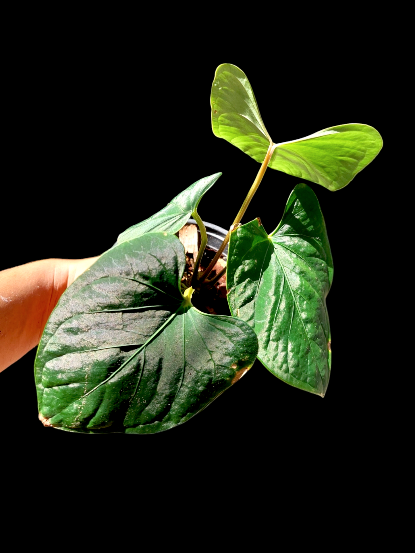 Anthurium sp. 'Huanuco Dark Velvet' 4 Leaves (EXACT PLANT)