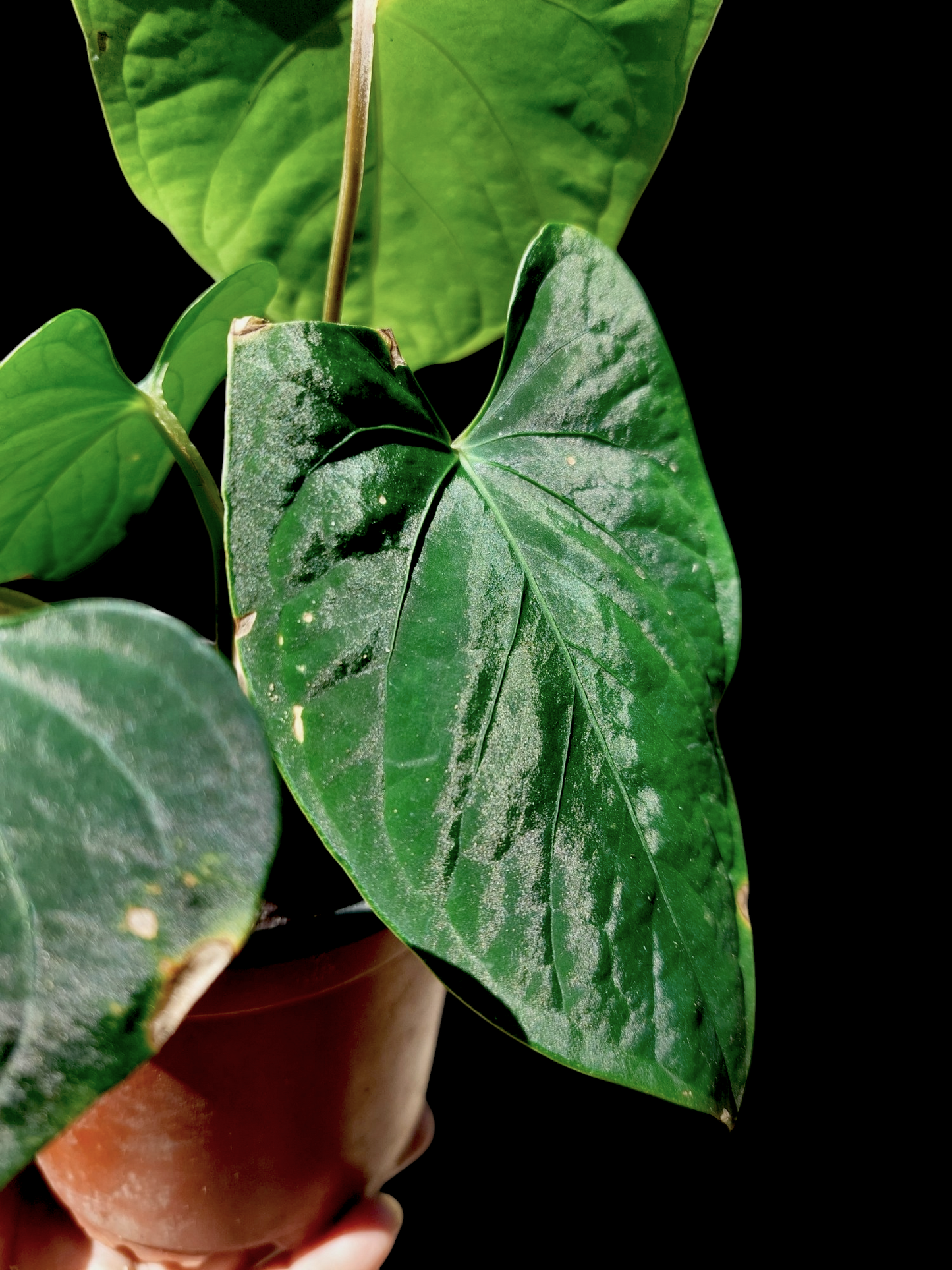 Anthurium sp. 'Huanuco Dark Velvet' 4 Leaves (EXACT PLANT)