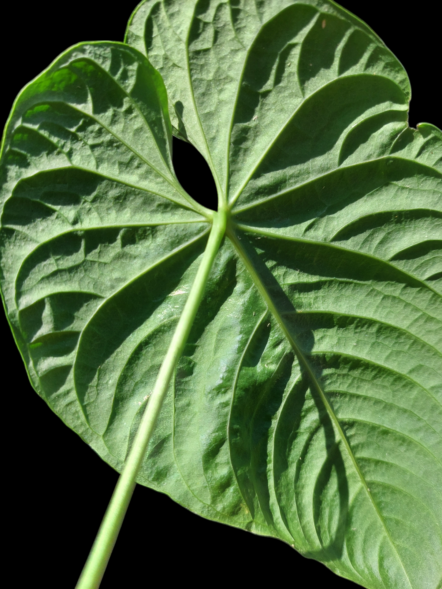 Anthurium sp. 'Colombianense' (EXACT PLANT)