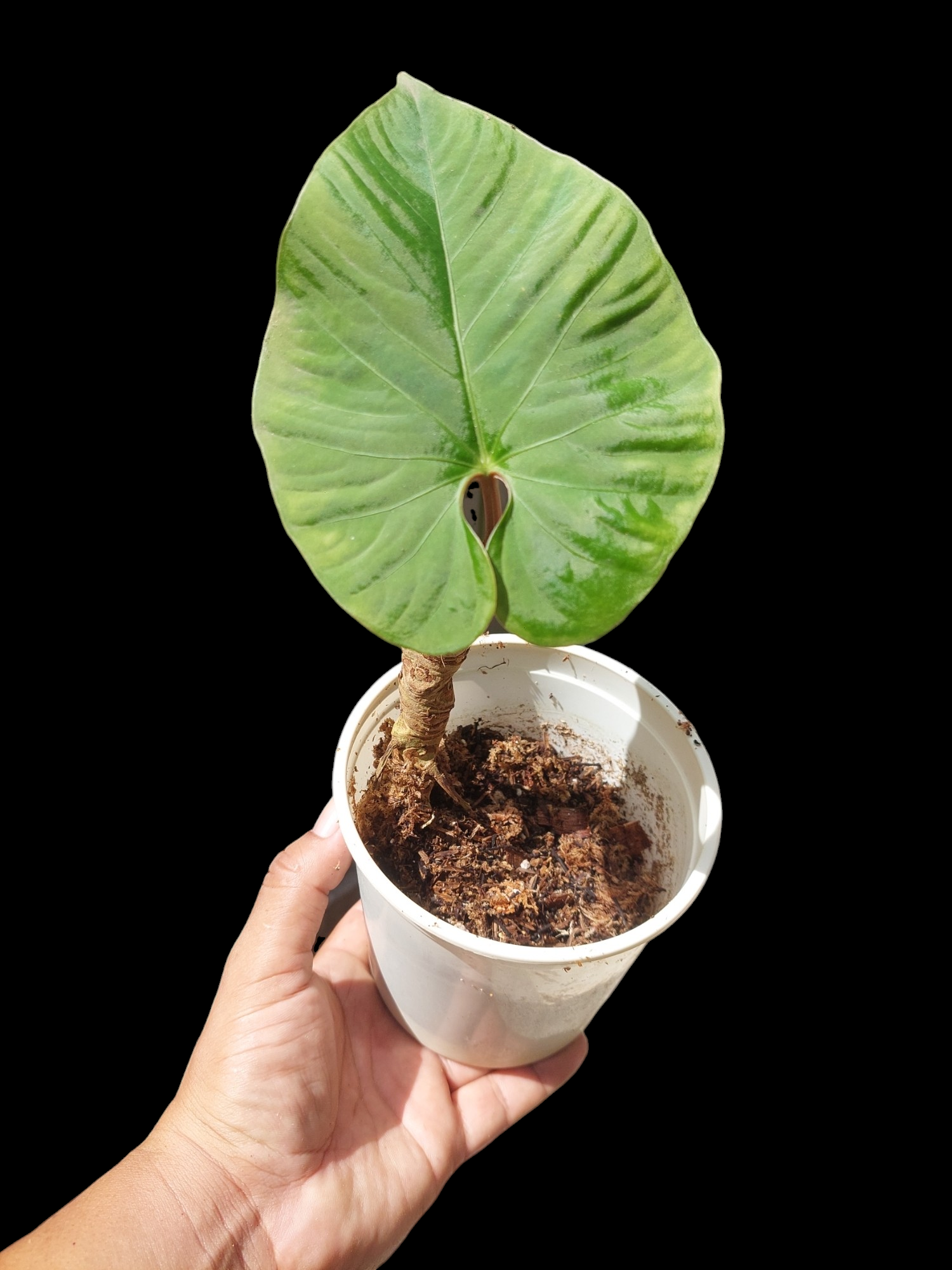 anthurium glowing Anthurium sp. "Kunayala Glow" Wild Ecotype Pure Specie (EXACT PLANT)