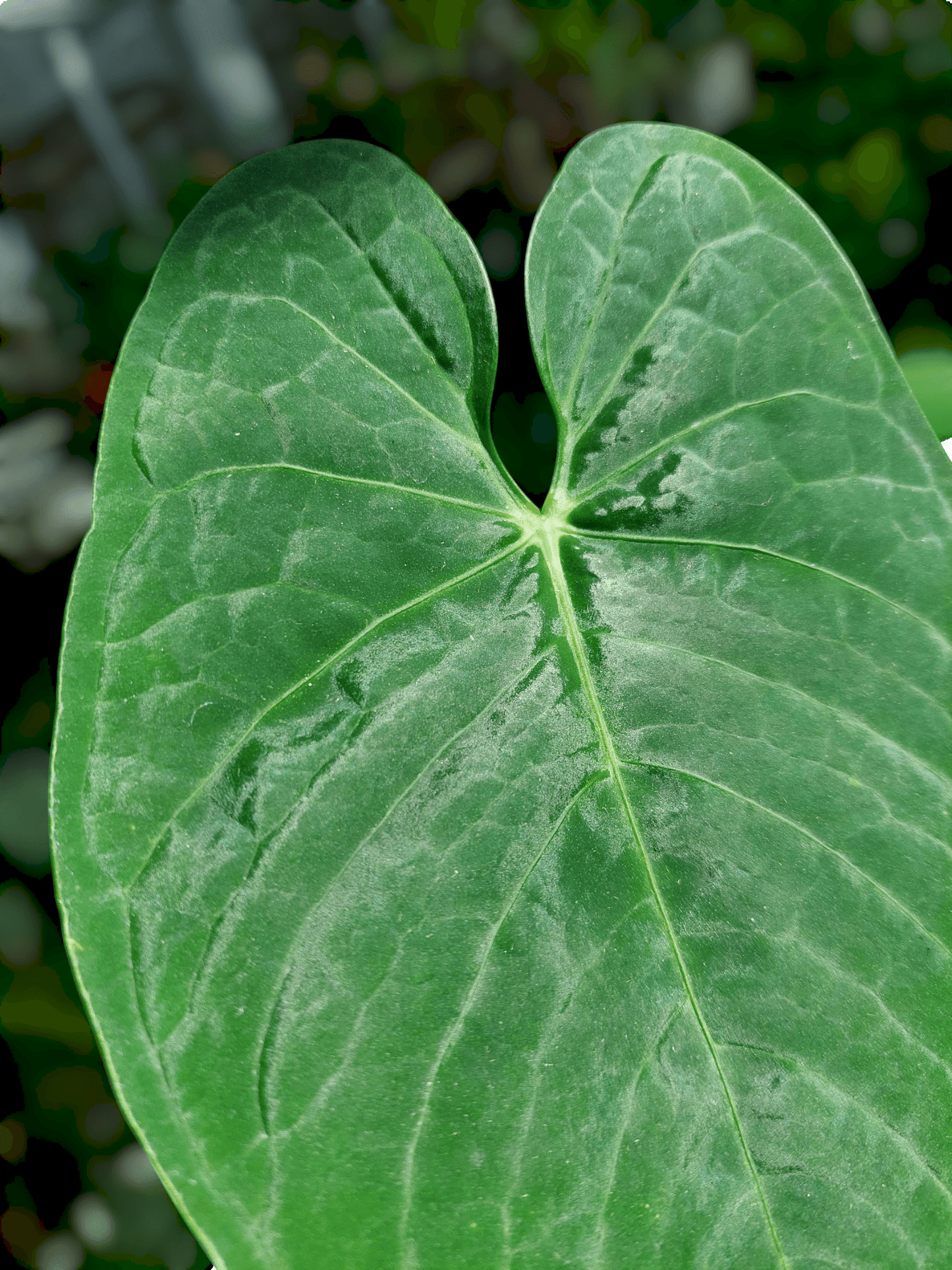 Anthurium sp. "Tarapoto Velvet" with 2 Leaves (EXACT PLANT)