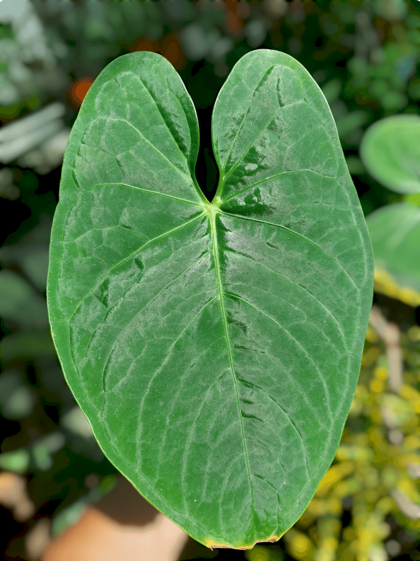 Anthurium sp. "Tarapoto Velvet" with 2 Leaves (EXACT PLANT)
