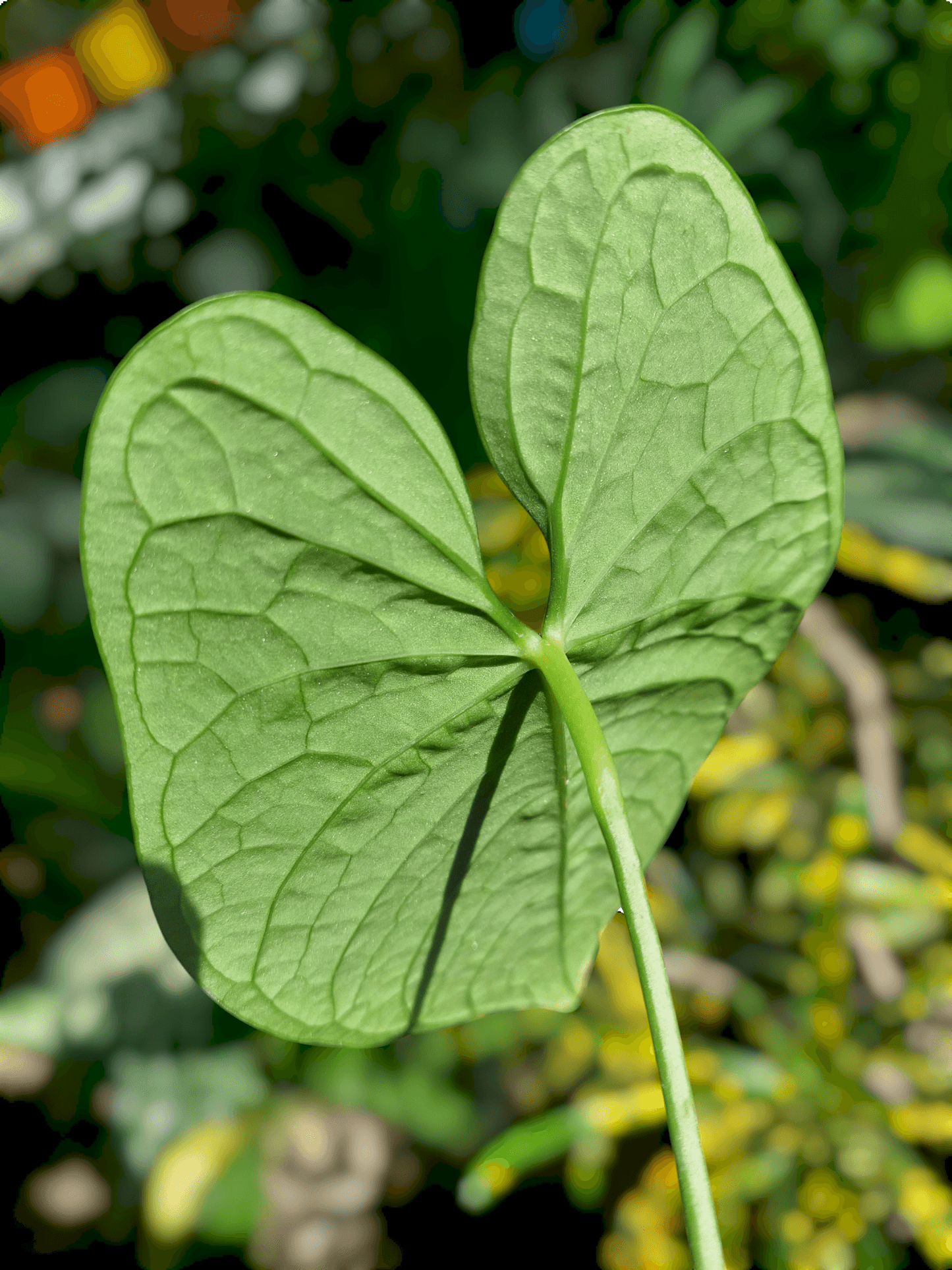 Anthurium sp. "Tarapoto Velvet" with 2 Leaves (EXACT PLANT)