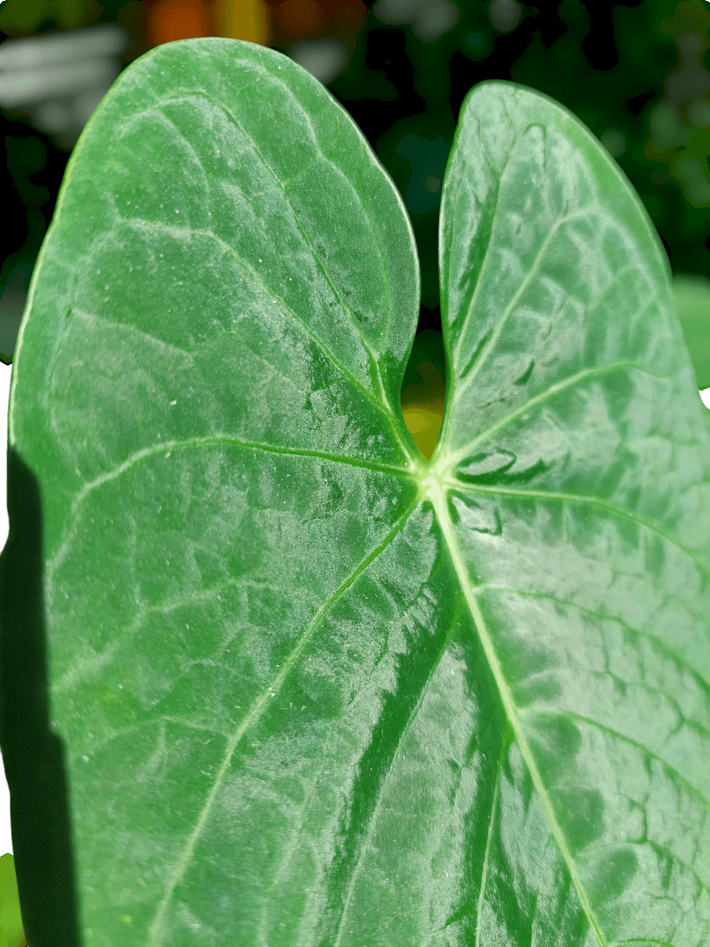 Anthurium sp. "Tarapoto Velvet" with 2 Leaves (EXACT PLANT)