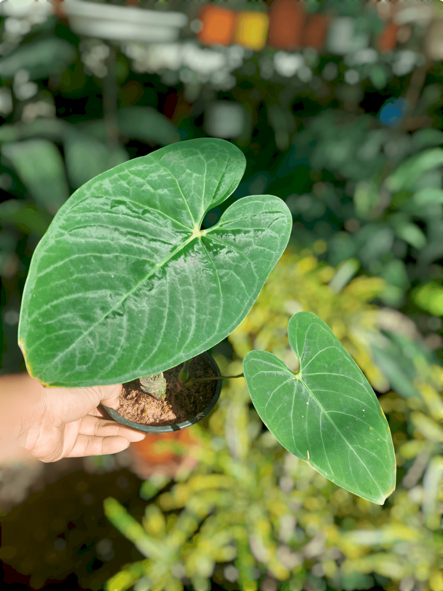 Anthurium sp. "Tarapoto Velvet" with 2 Leaves (EXACT PLANT)