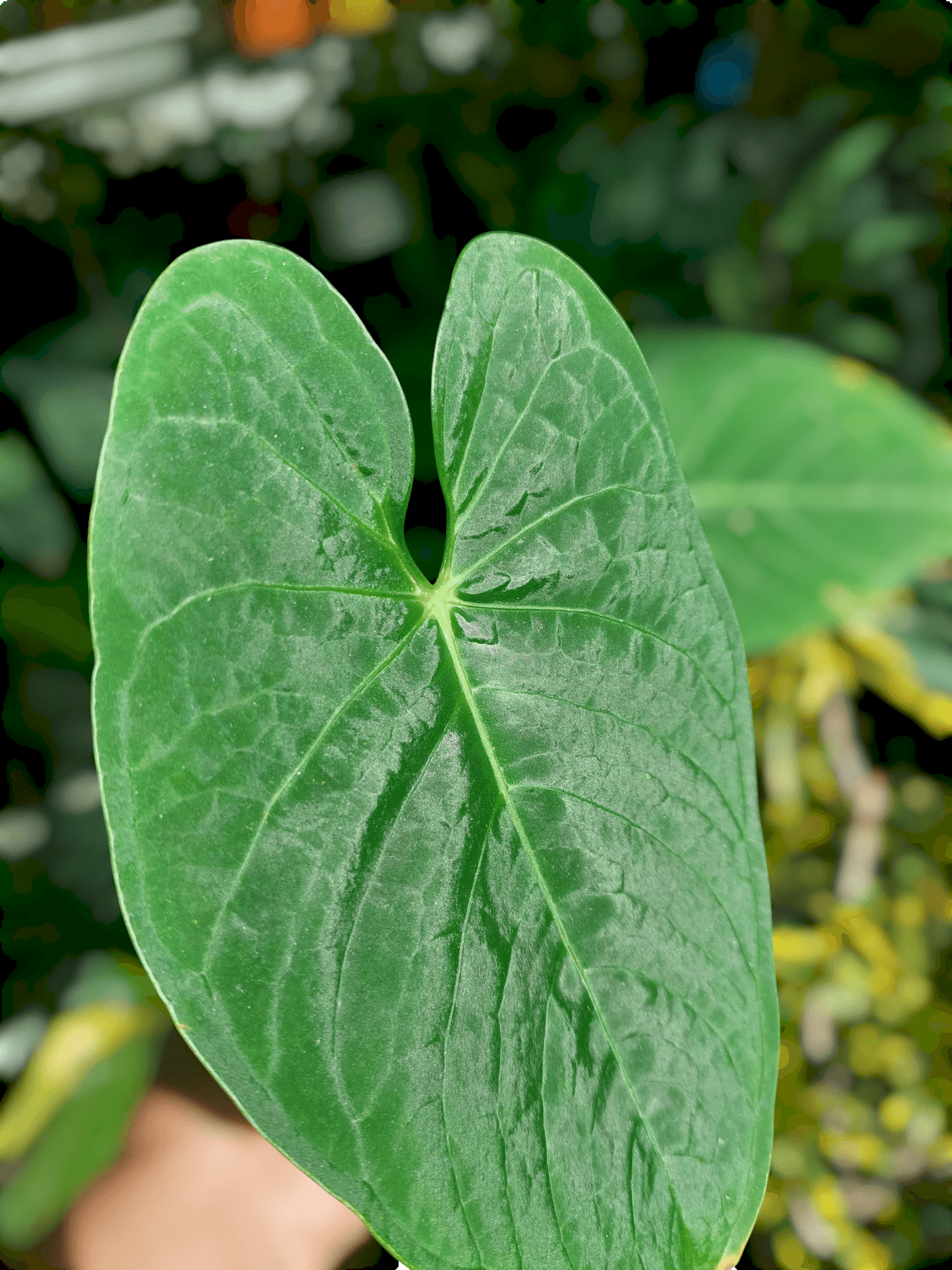Anthurium sp. "Tarapoto Velvet" with 2 Leaves (EXACT PLANT)