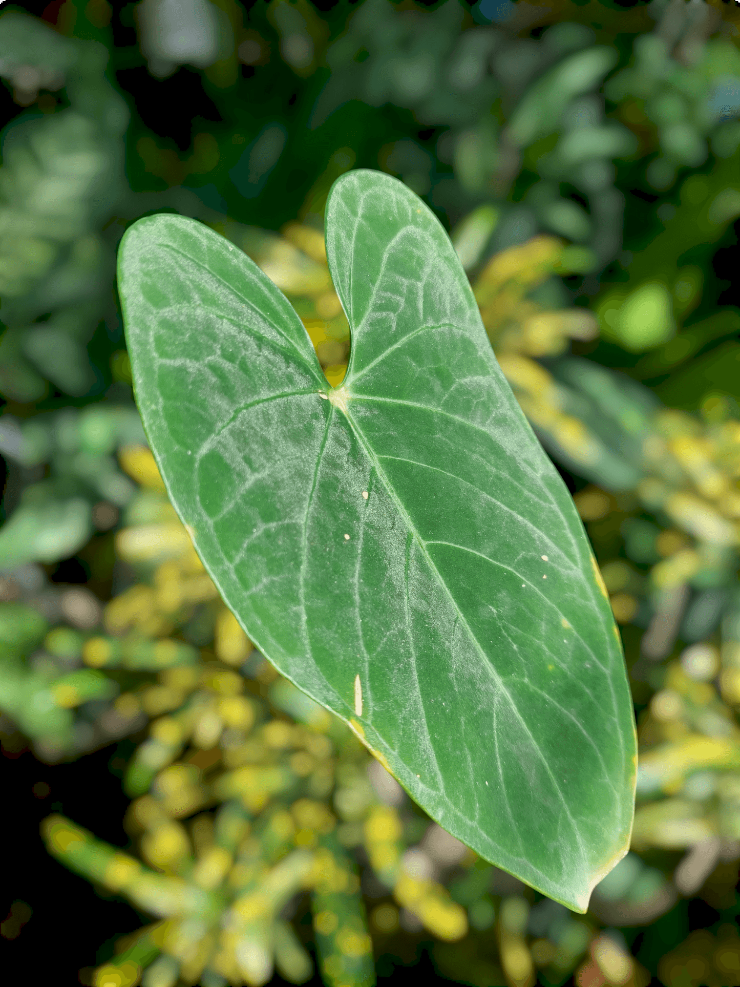 Anthurium sp. "Tarapoto Velvet" with 2 Leaves (EXACT PLANT)