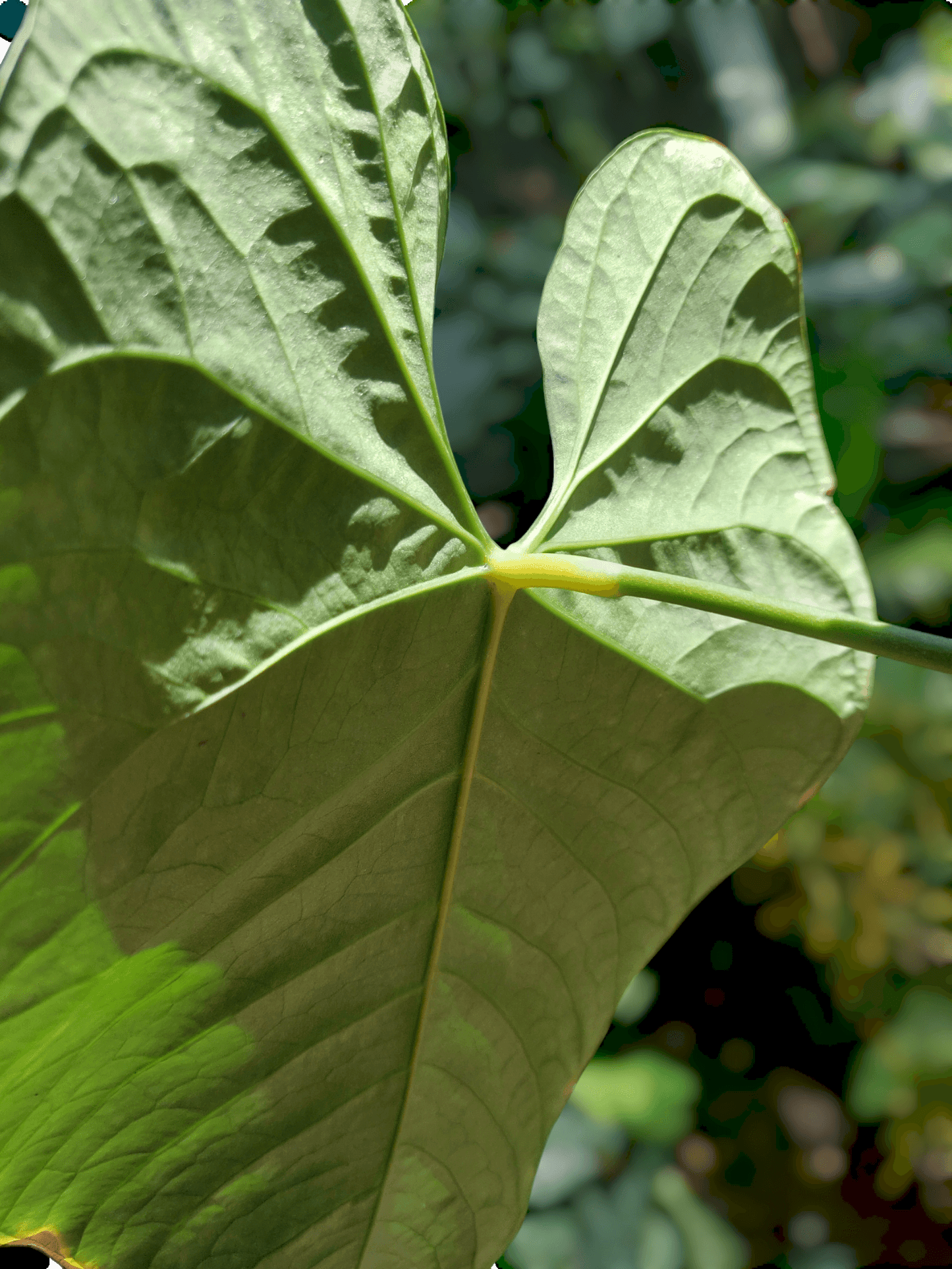 Anthurium sp. 'Huanuquense Velvet' BIG PLANT (EXACT PLANT)