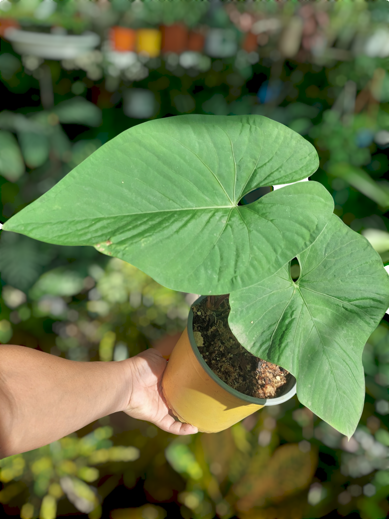 anthurium glowing Anthurium sp. "Kunayala Glow" 2 Leaves (EXACT PLANT)