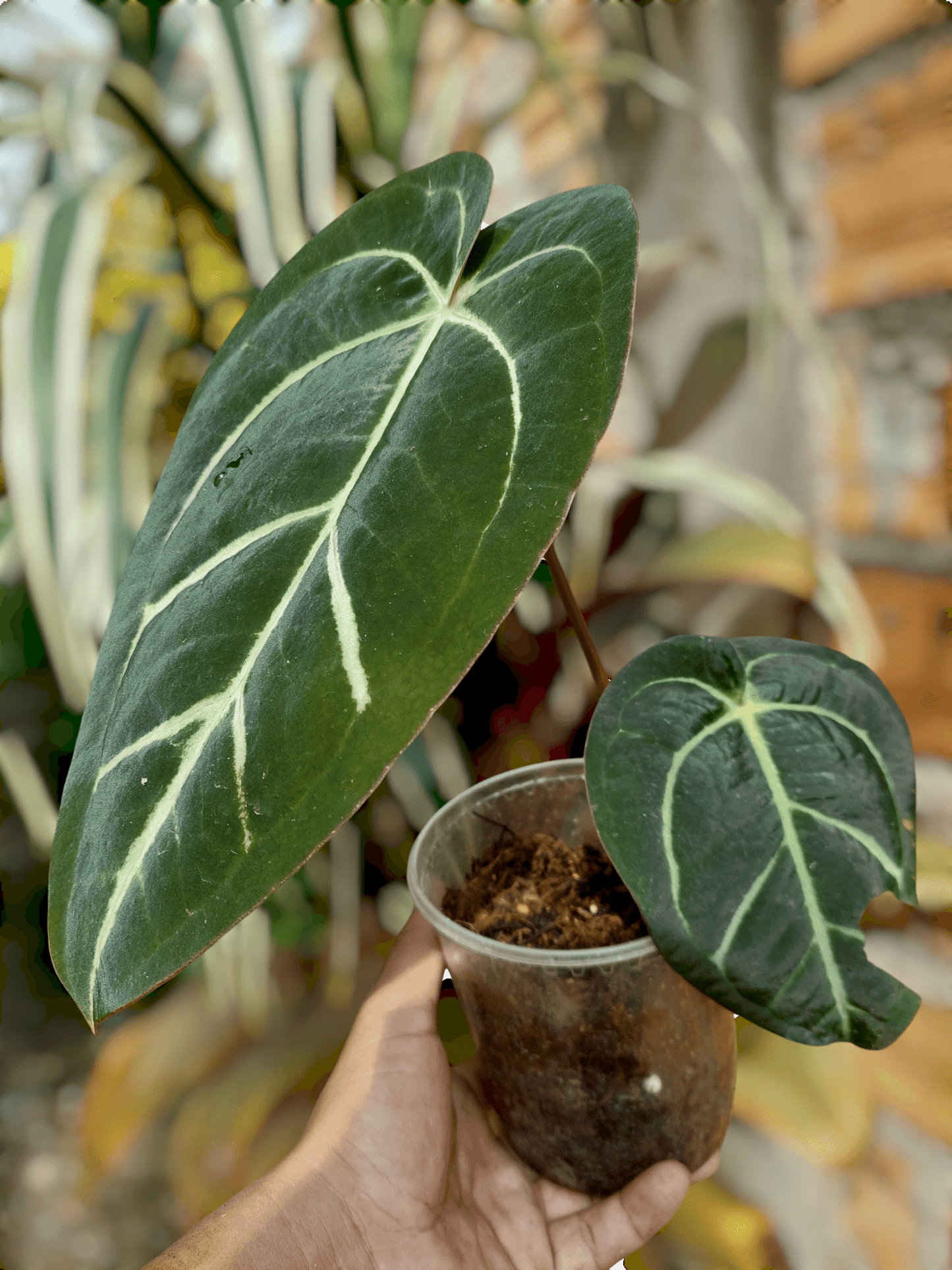 Anthurium Carlablackiae Wild Ecotype 2 Leaves (EXACT PLANT)