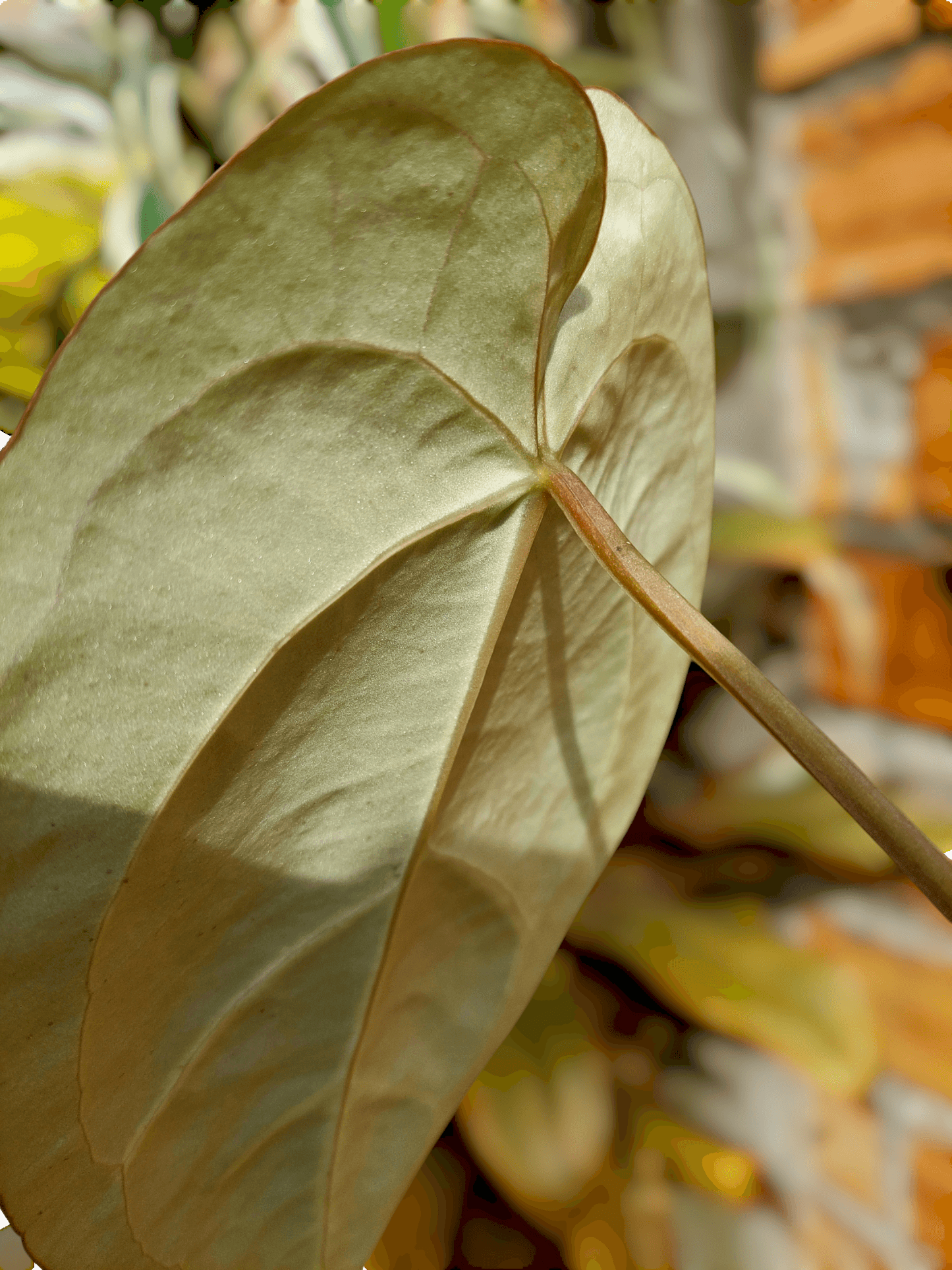 Anthurium Carlablackiae Wild Ecotype 2 Leaves (EXACT PLANT)