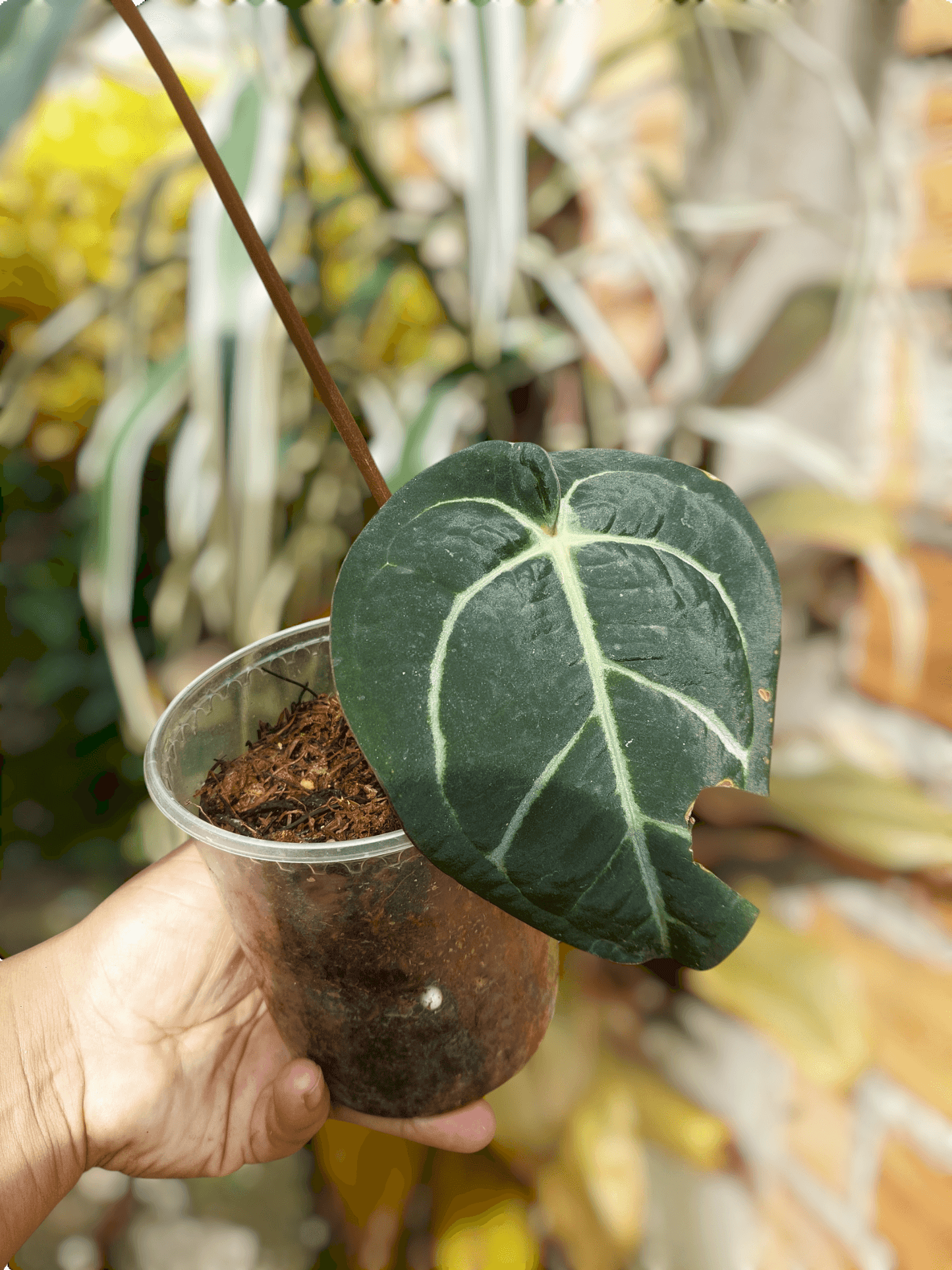 Anthurium Carlablackiae Wild Ecotype 2 Leaves (EXACT PLANT)