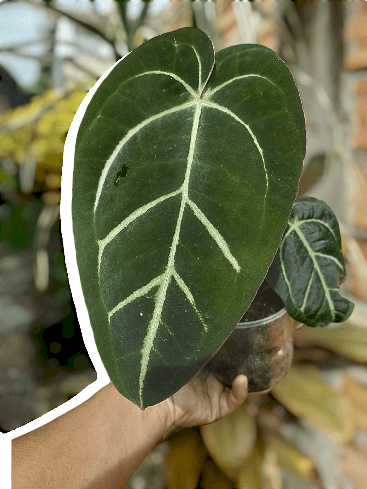 Anthurium Carlablackiae Wild Ecotype 2 Leaves (EXACT PLANT)