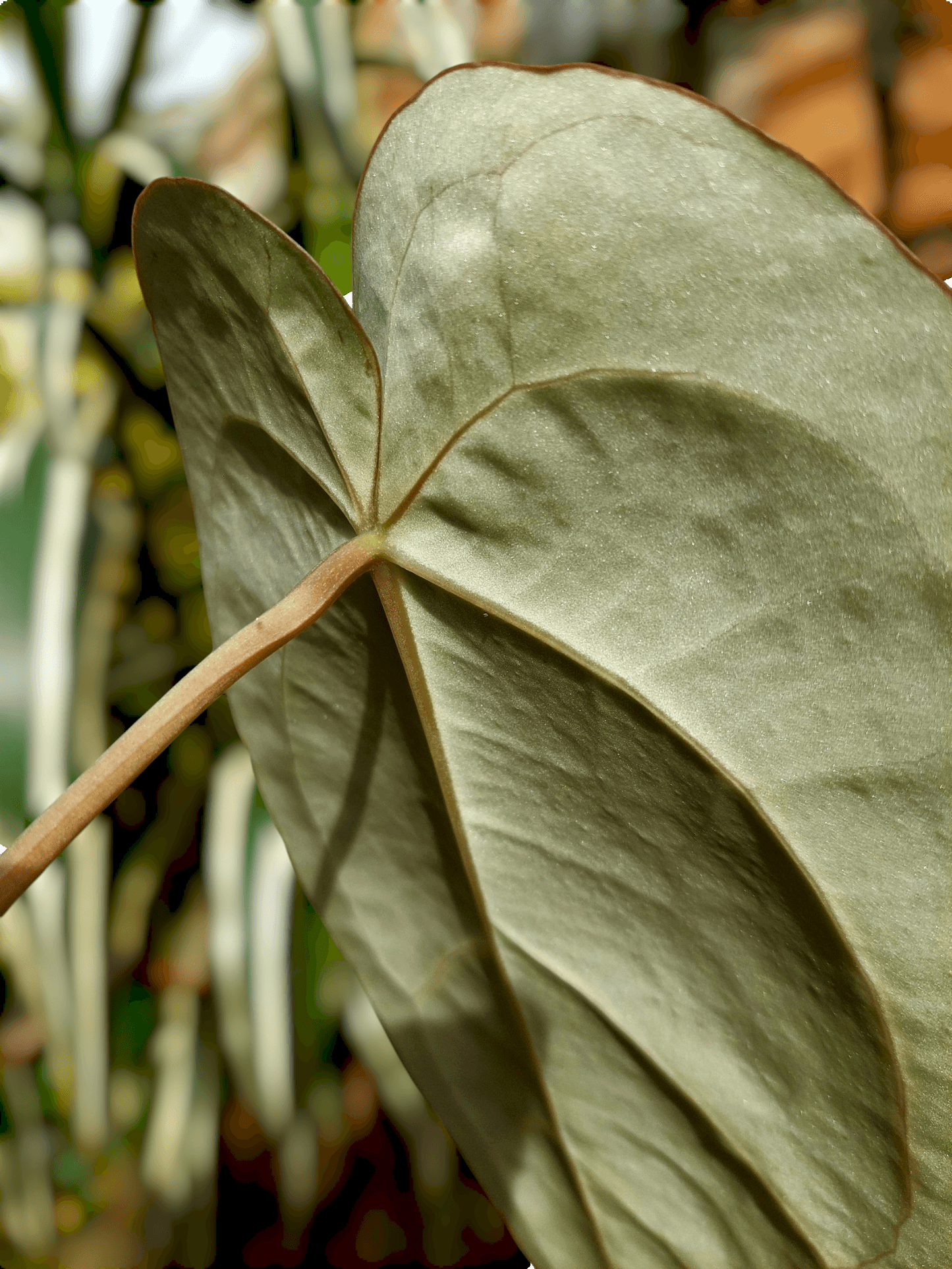 Anthurium Carlablackiae Wild Ecotype 2 Leaves (EXACT PLANT)