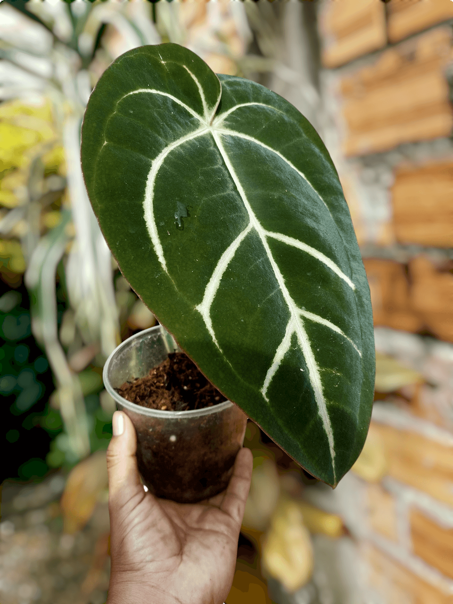 Anthurium Carlablackiae Wild Ecotype 2 Leaves (EXACT PLANT)