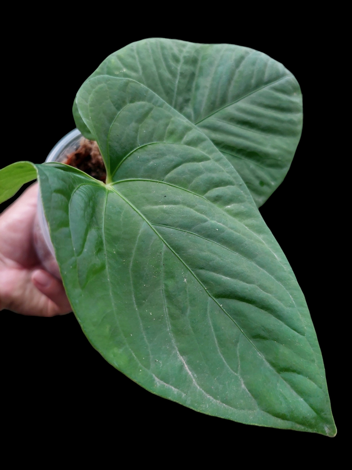Anthurium sp. "Kunayala Glow" with 2 Leaves Wild Ecotype (EXACT PLANT)
