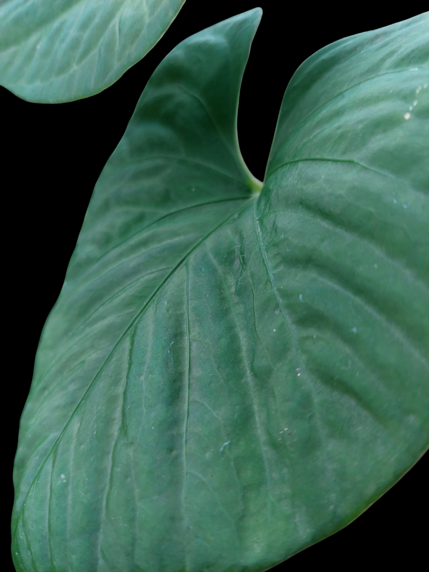 Anthurium sp. "Kunayala Glow" with 2 Leaves Wild Ecotype (EXACT PLANT)