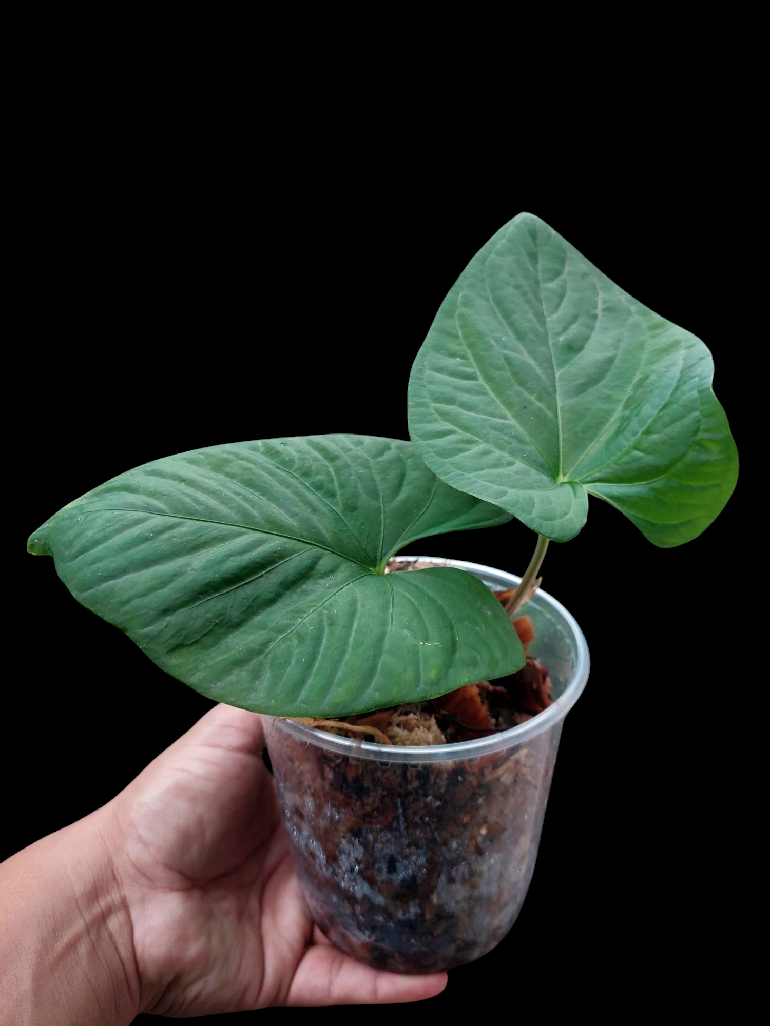 anthurium glowing Anthurium sp. "Kunayala Glow" with 2 Leaves Wild Ecotype (EXACT PLANT)