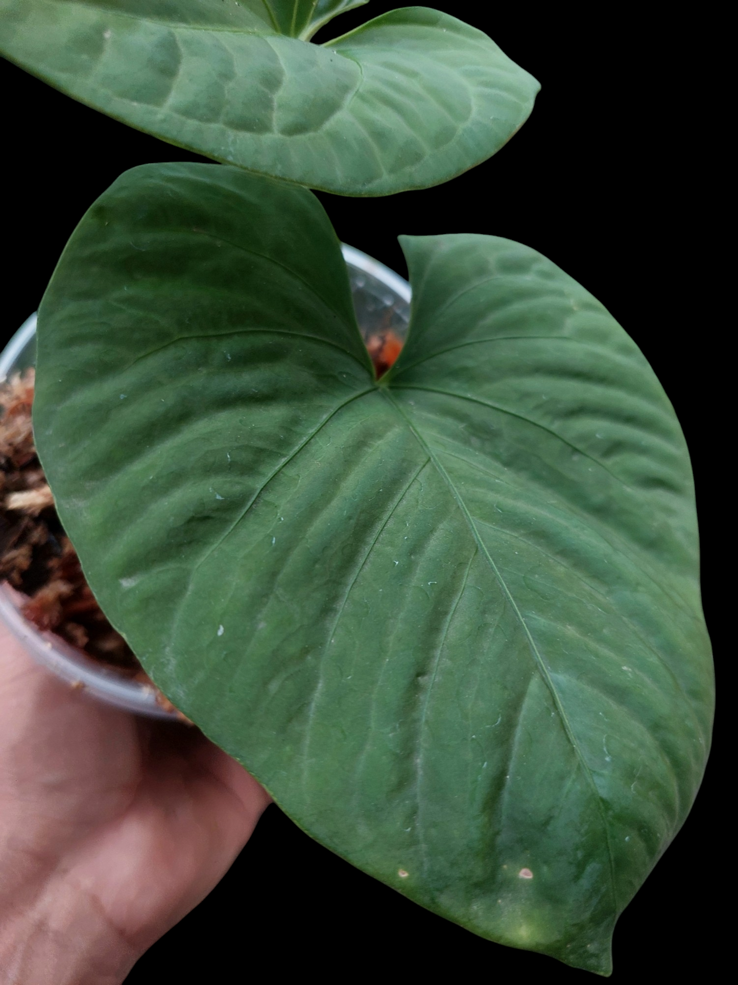 Anthurium sp. "Kunayala Glow" with 2 Leaves Wild Ecotype (EXACT PLANT)
