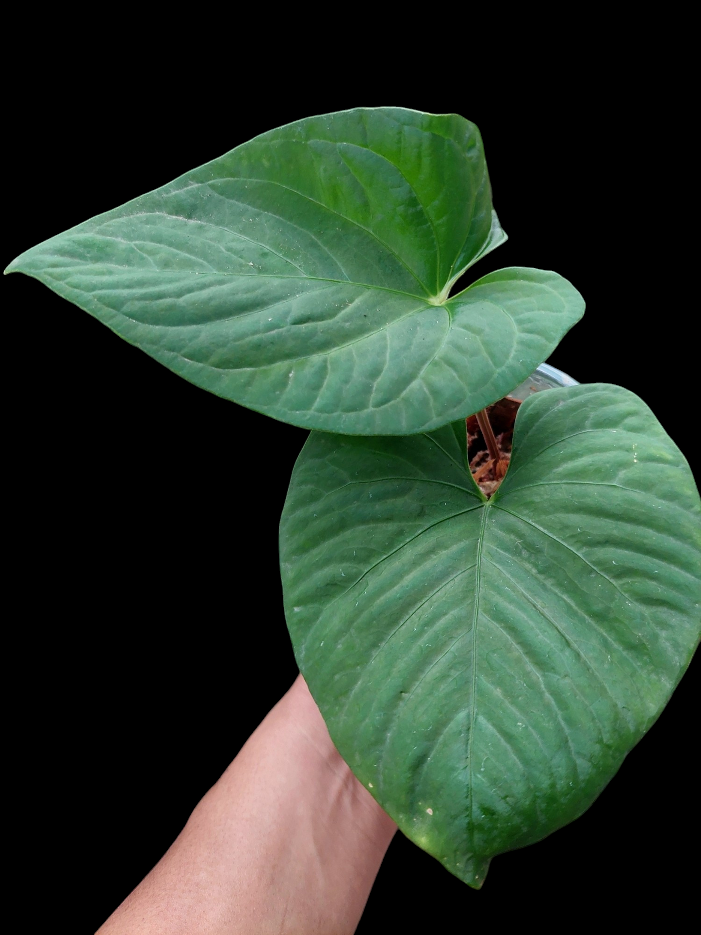 Anthurium sp. "Kunayala Glow" with 2 Leaves Wild Ecotype (EXACT PLANT)