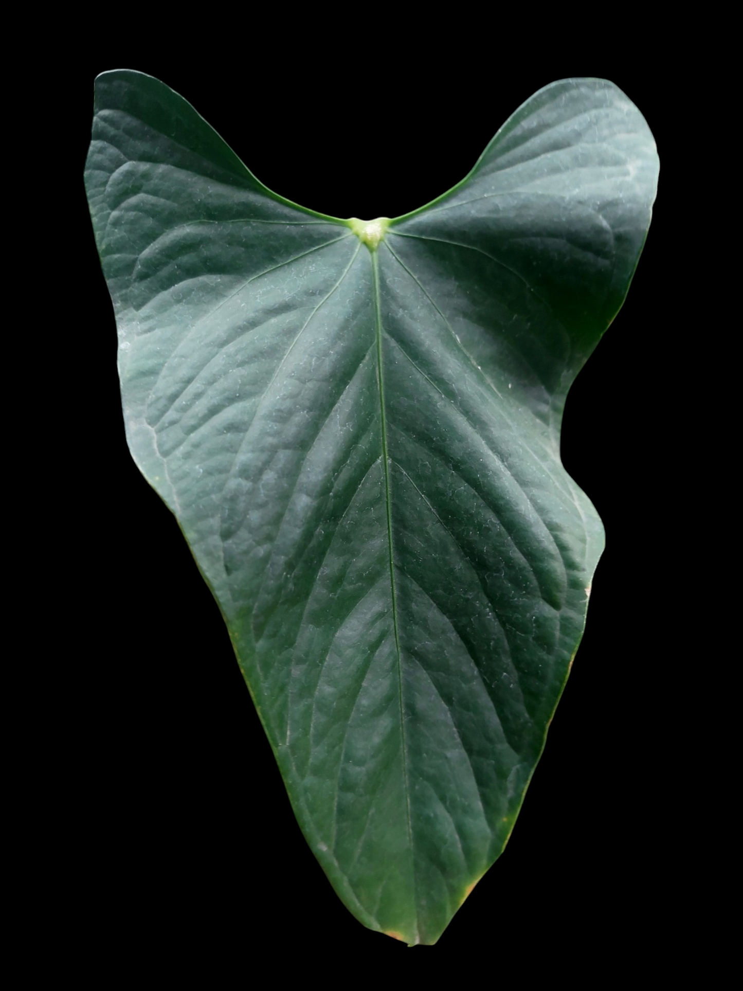 Anthurium sp. 'Peru Dark' Wild Ecotype (EXACT PLANT)